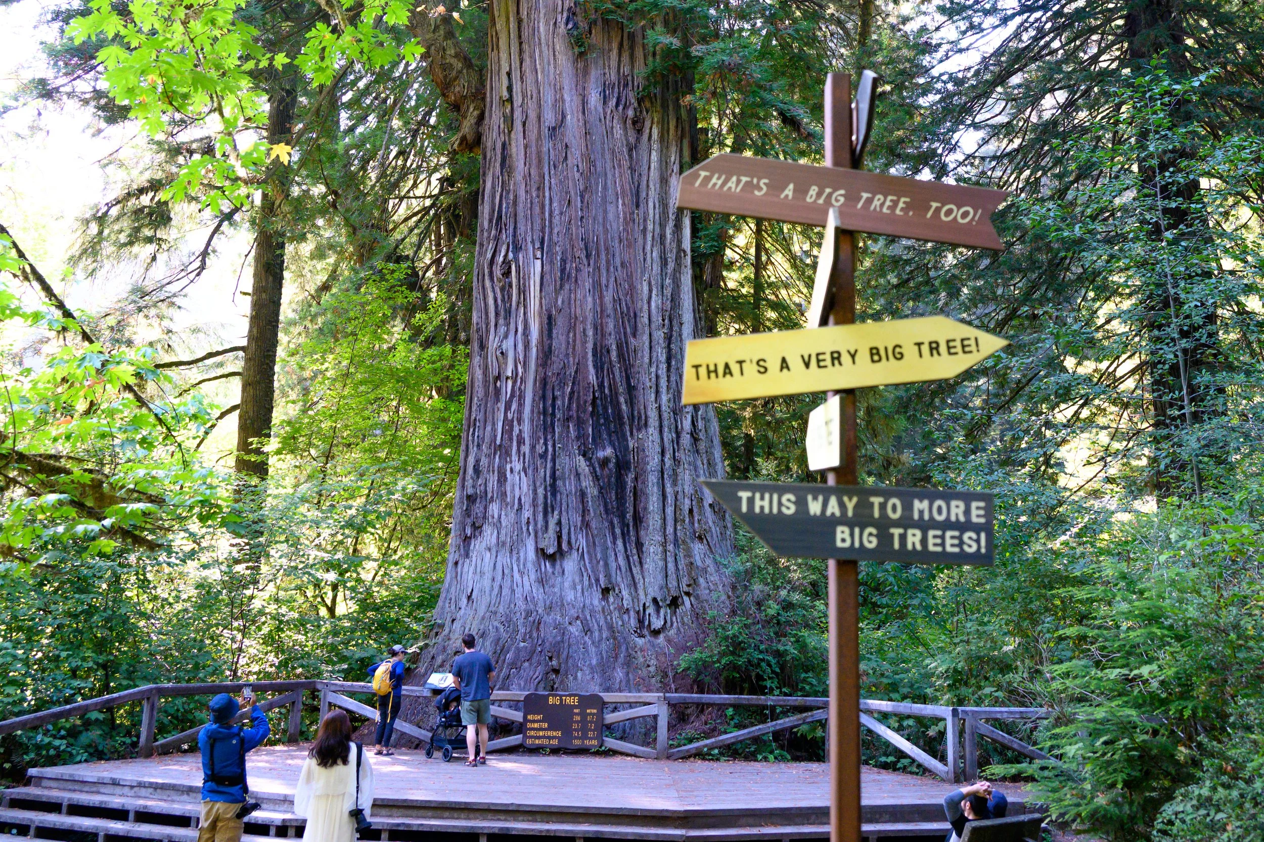 Redwood NP-13.jpg
