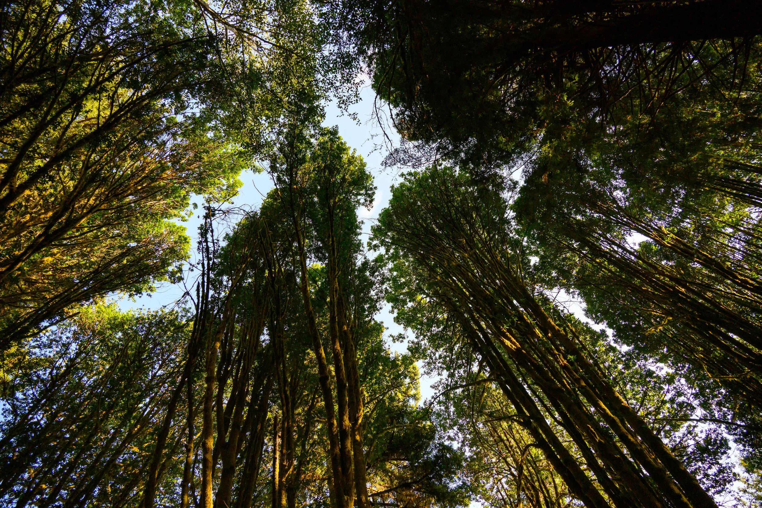 Redwood NP-15.jpg