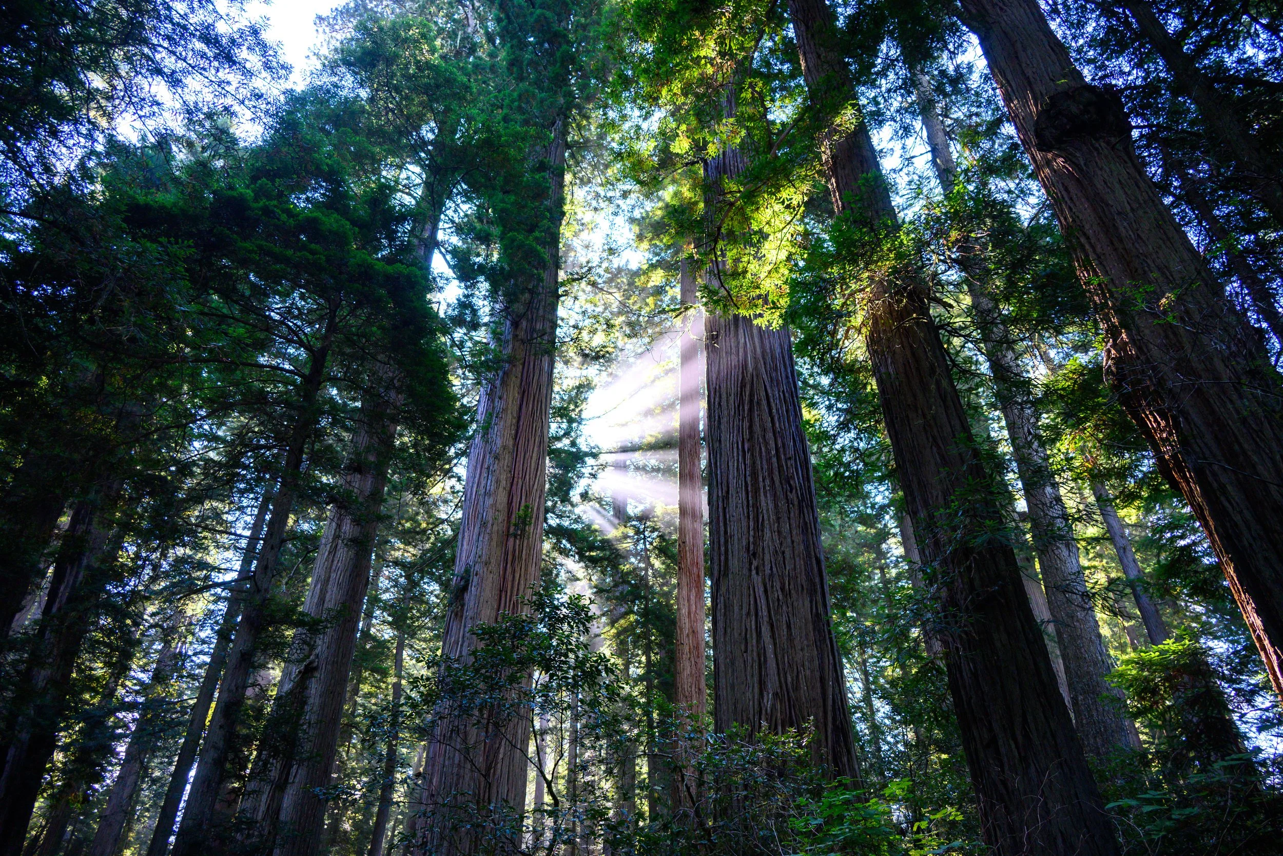 Redwood NP-16.jpg