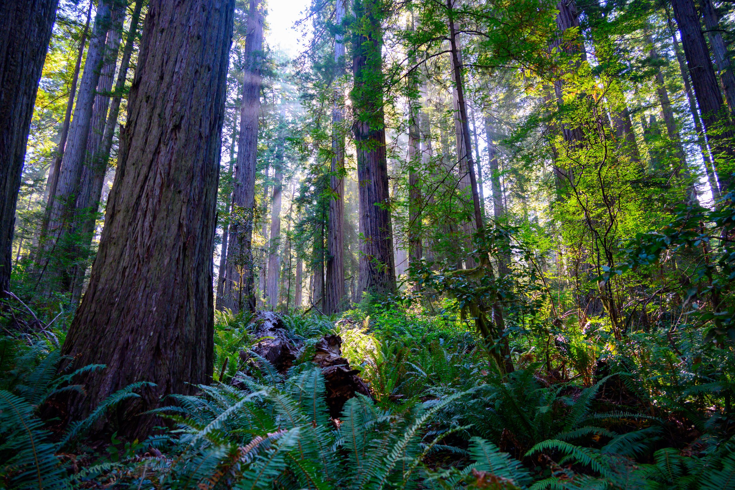 Redwood NP-17.jpg