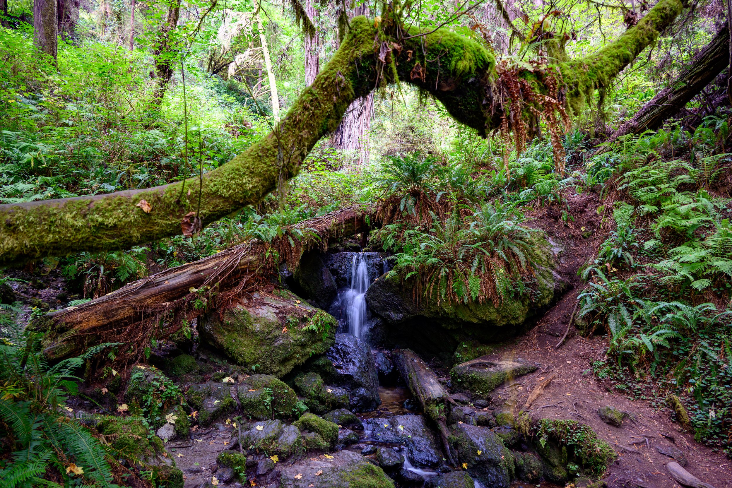 Redwood NP-18.jpg