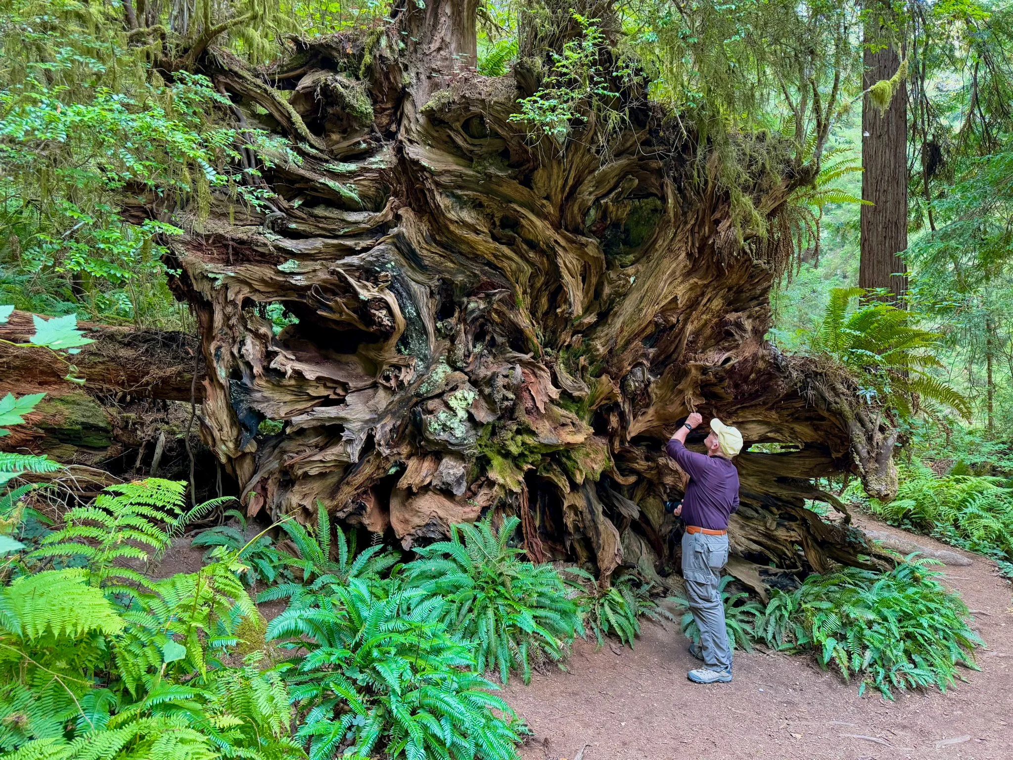 Redwood NP-19.jpg