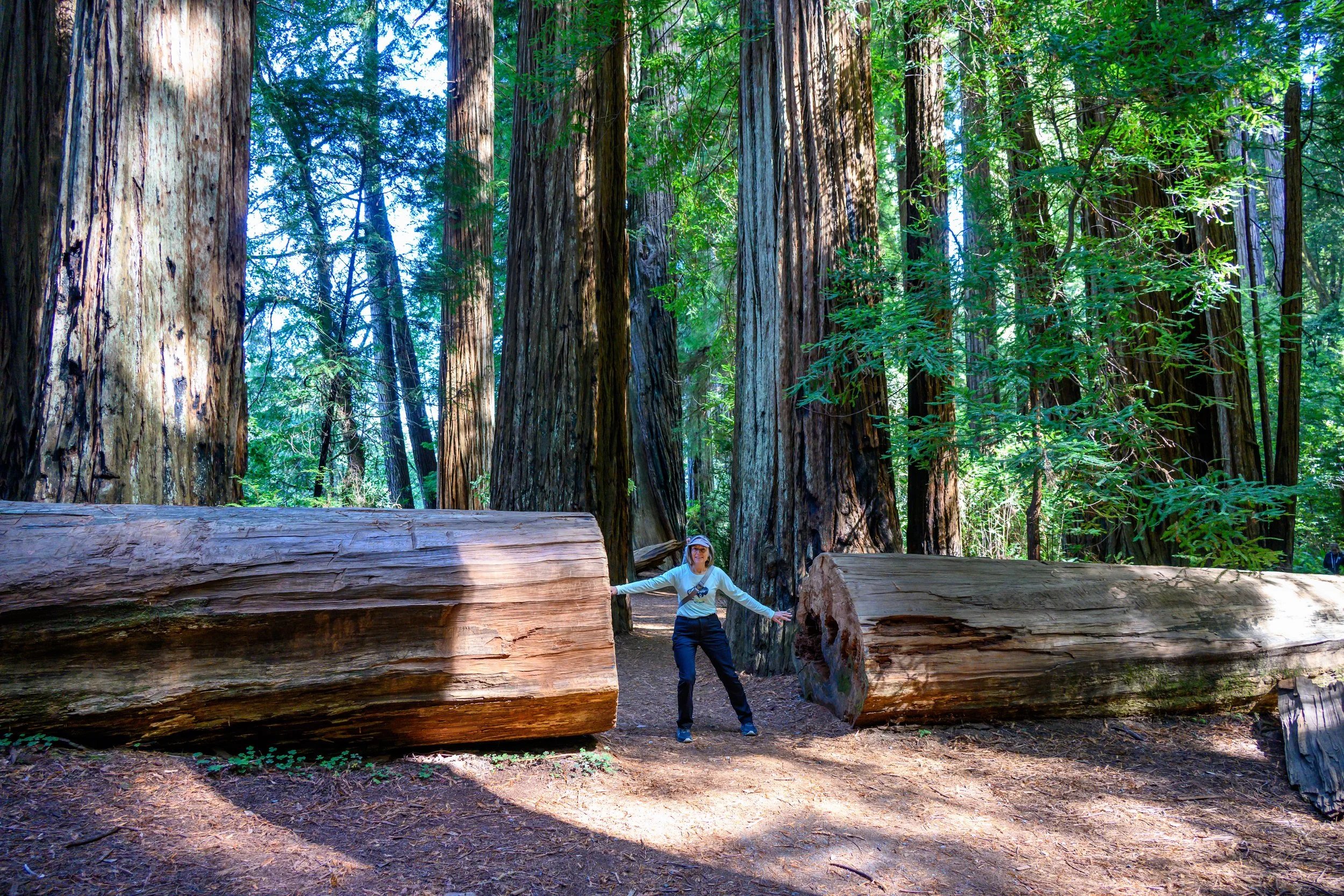 Redwood NP-23.jpg
