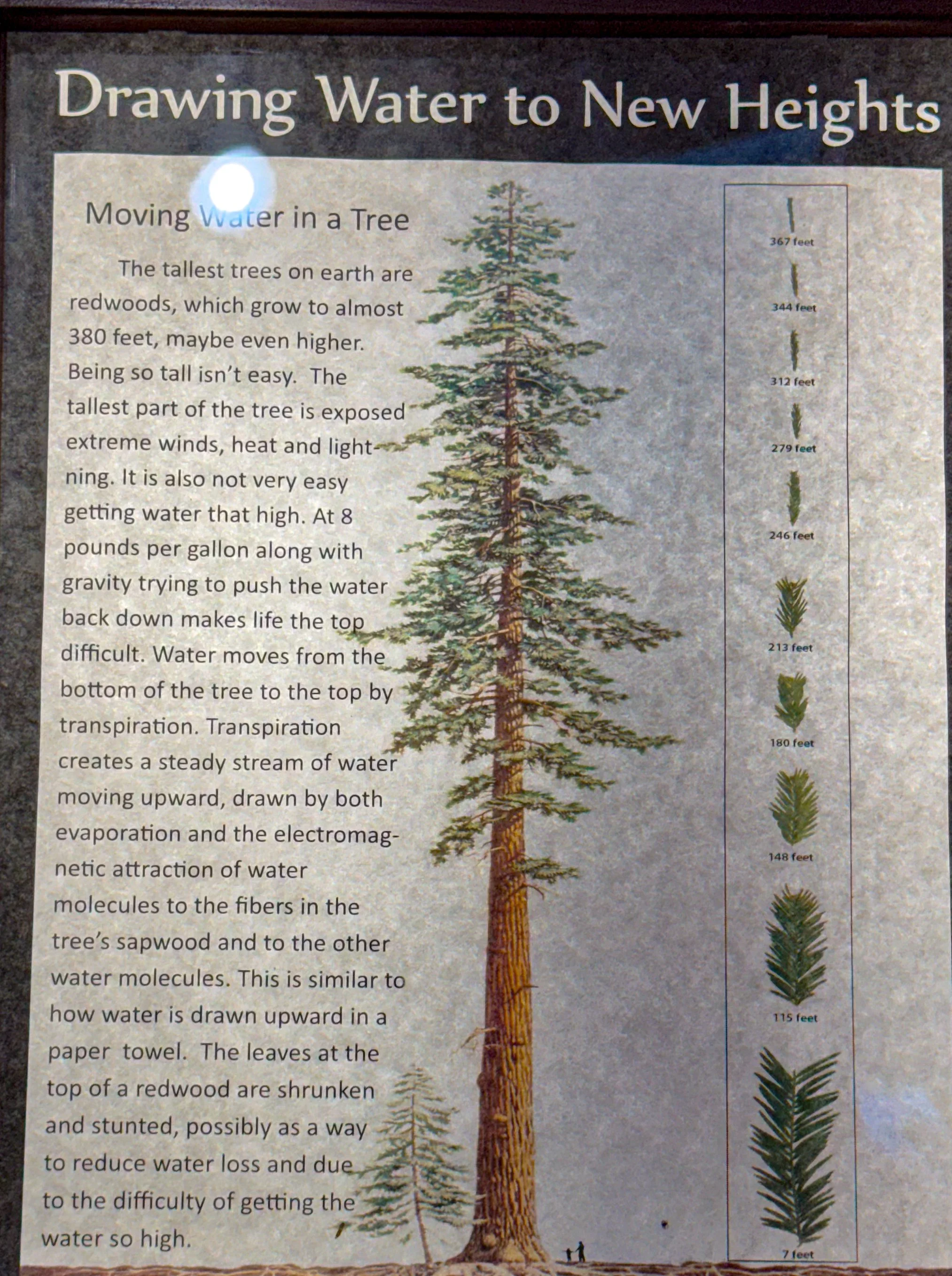 Redwood NP-25.jpg