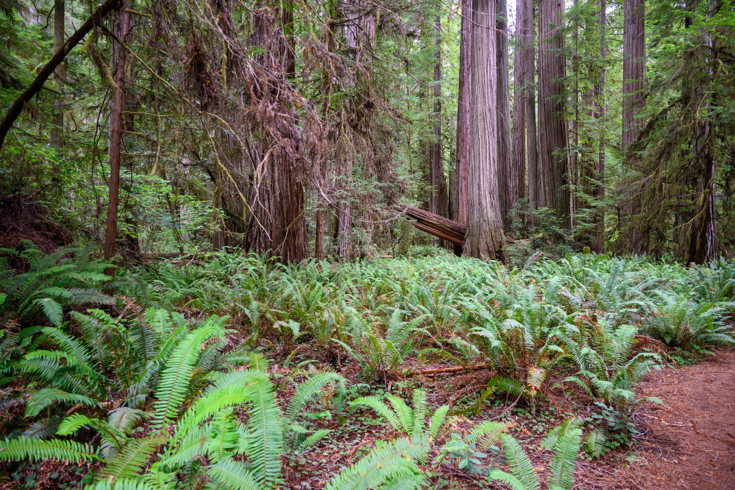 Redwood NP-21.jpg