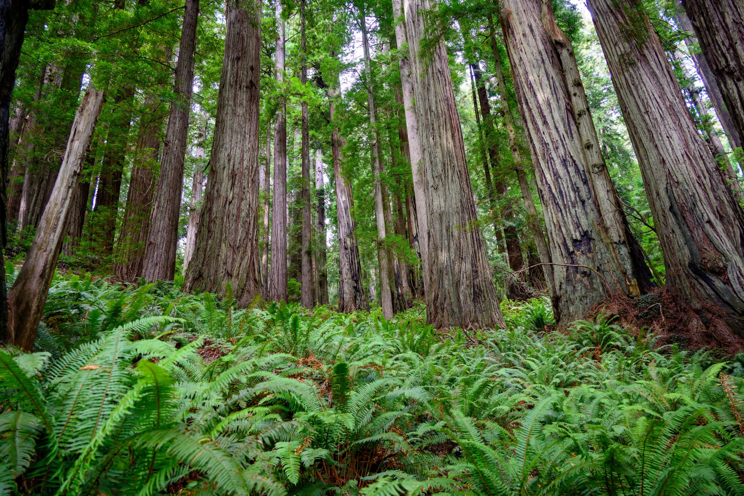 Redwood NP-20.jpg