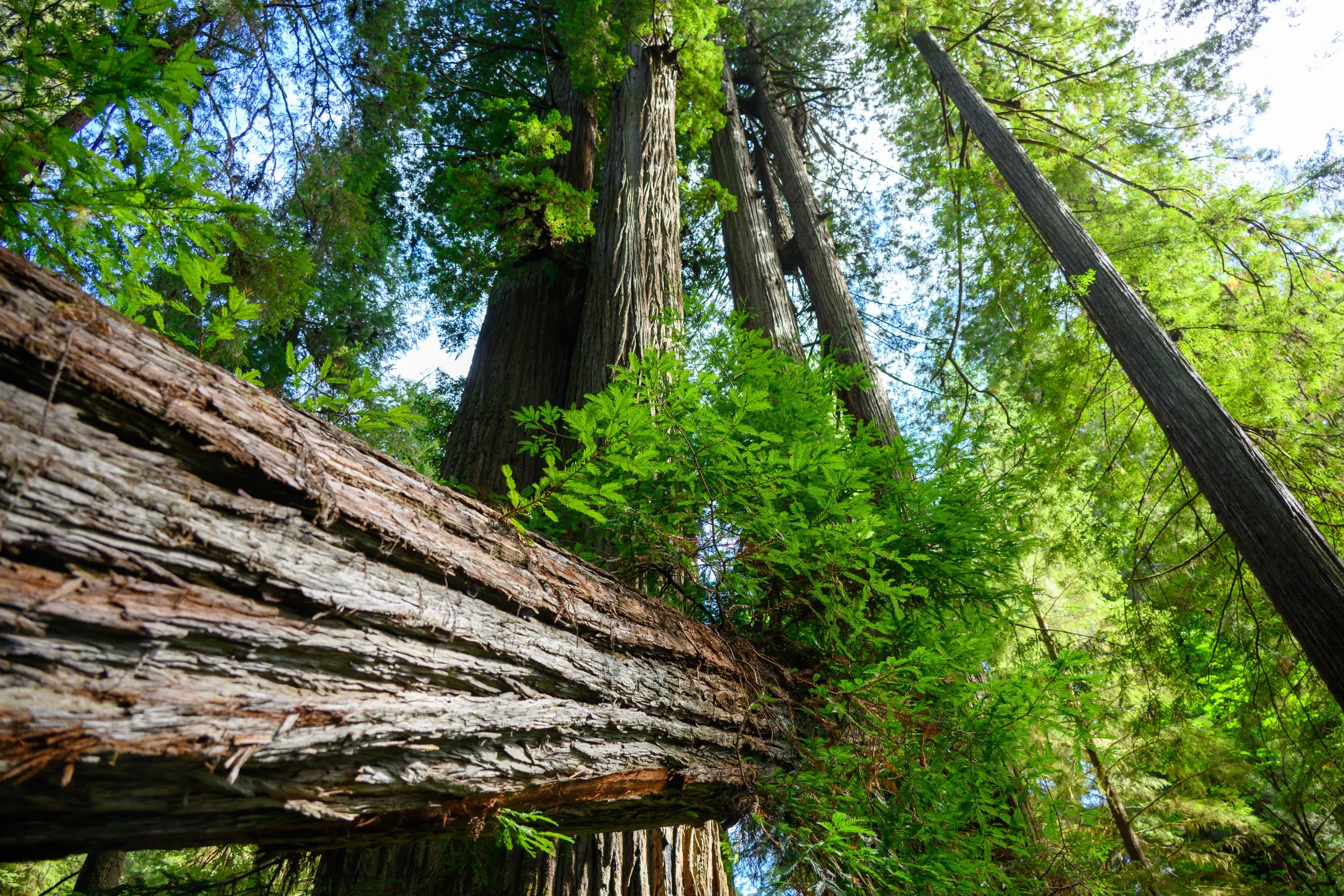 Redwood NP-22.jpg