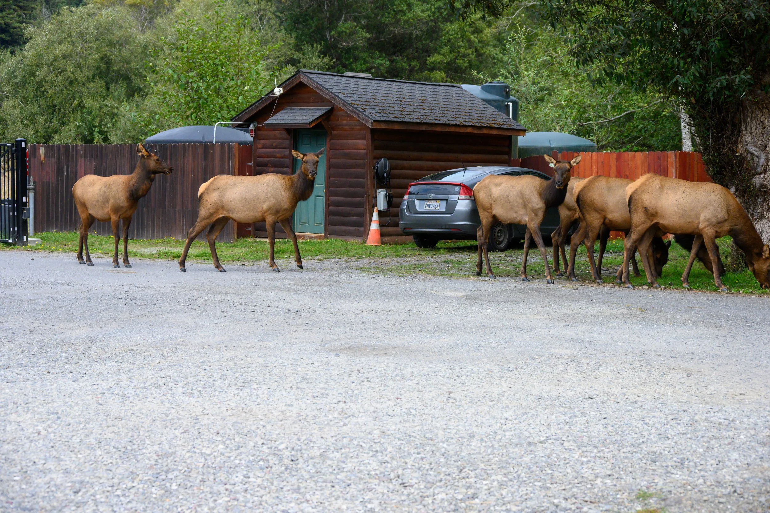 Redwood NP-28.jpg