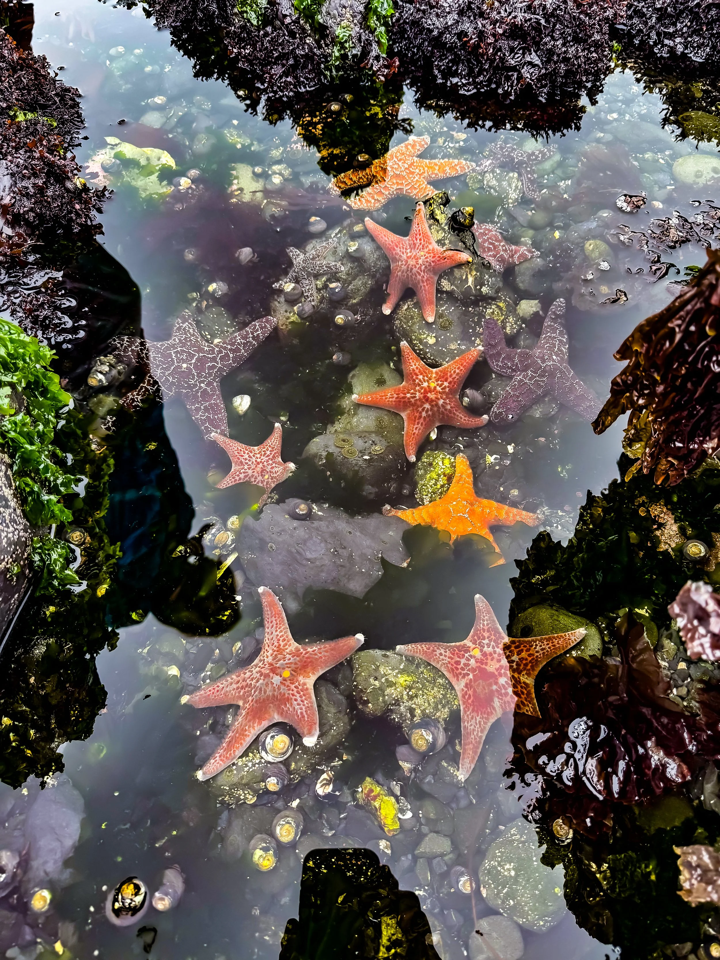 Redwood NP-35.jpg