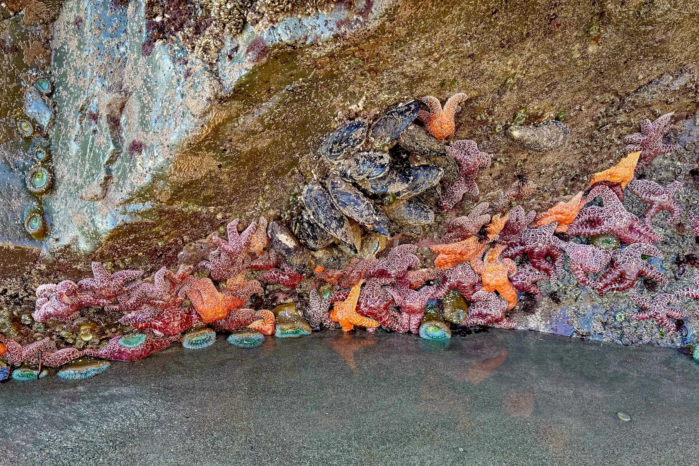 Redwood NP-38.jpg