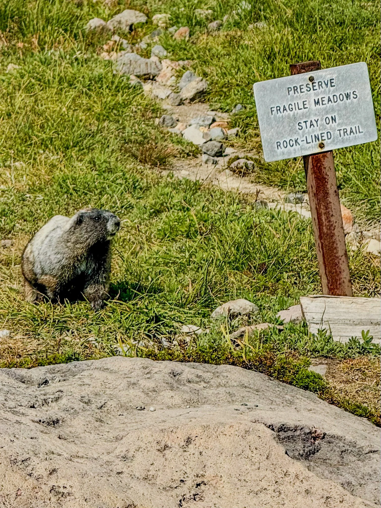 Mt. Rainier NP-19.jpg