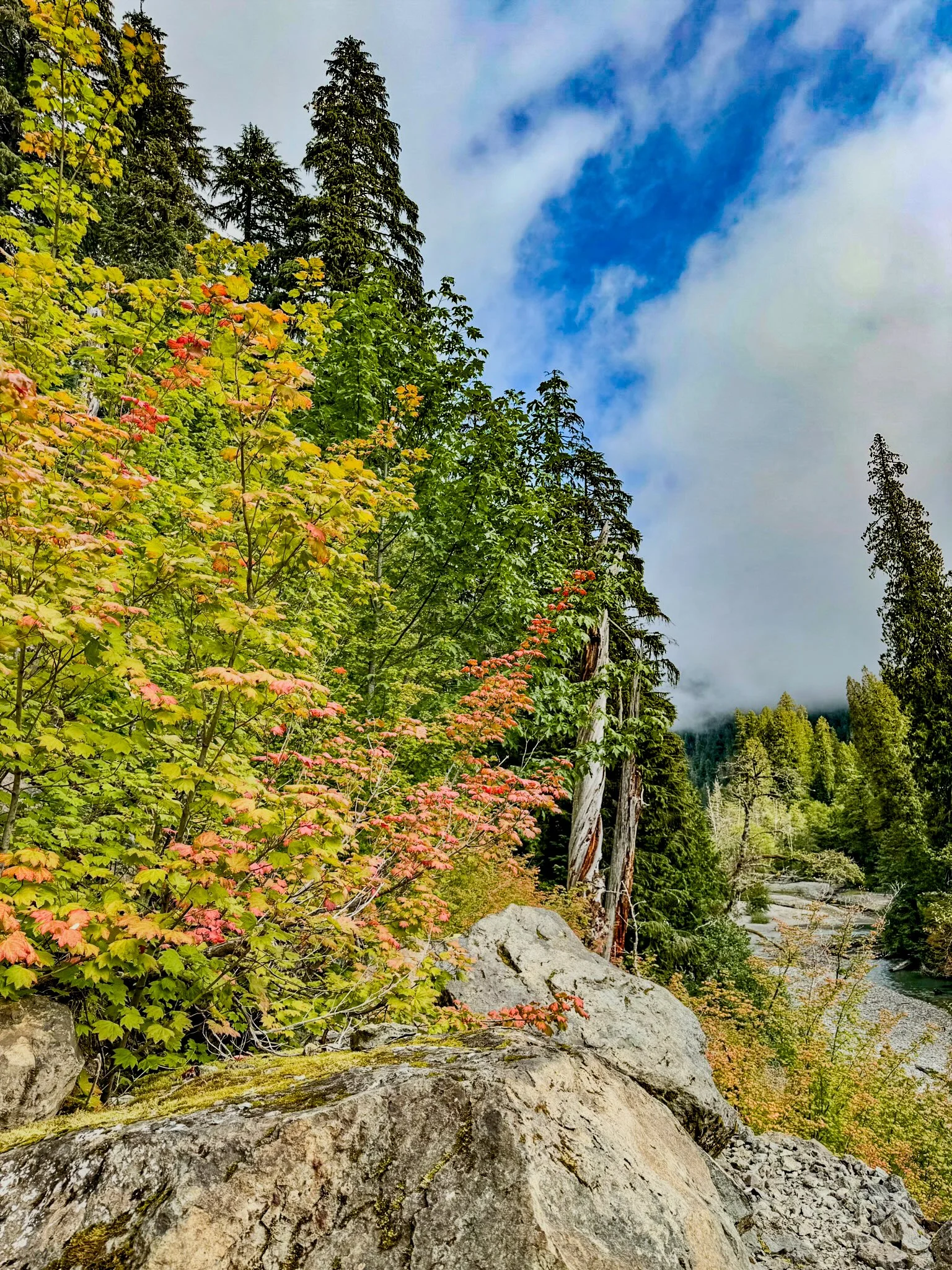 Mt. Rainier NP-31.jpg
