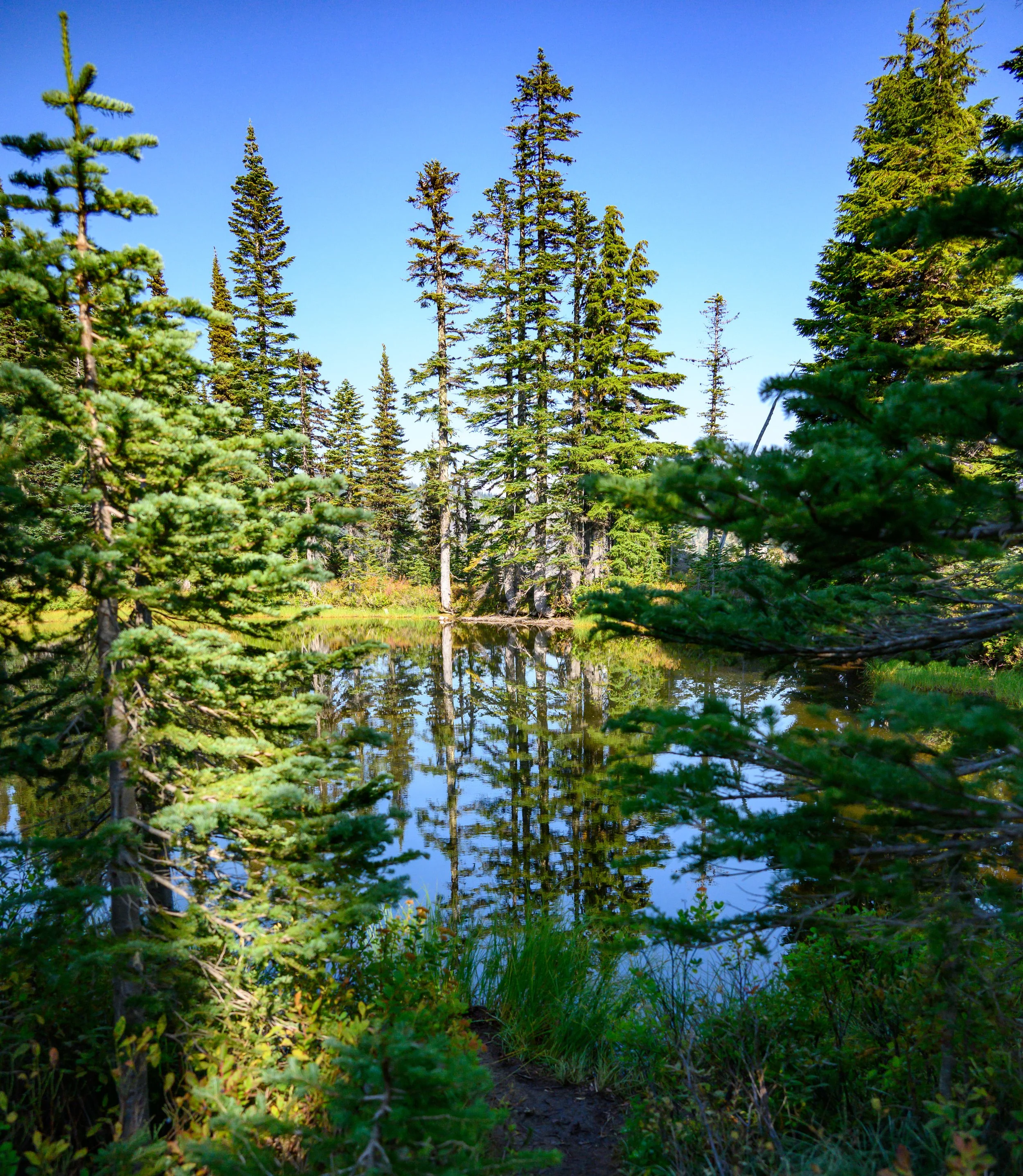 Mt. Rainier NP-41.jpg