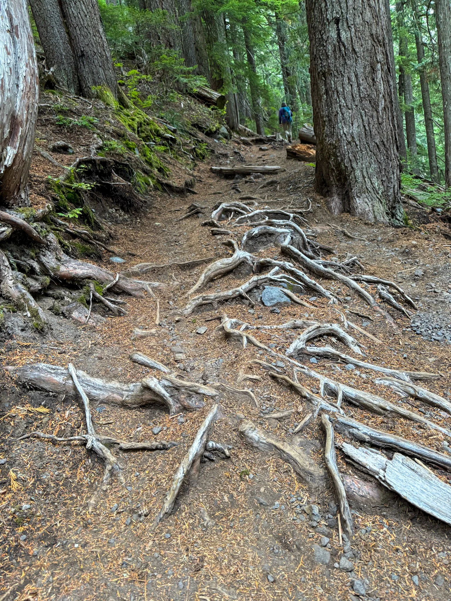 Mt. Rainier NP-4.jpg