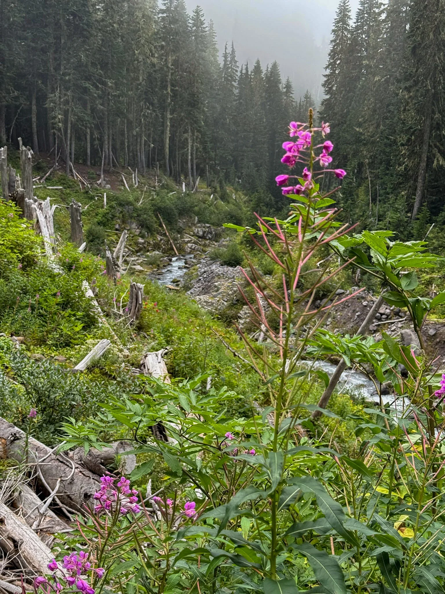 Mt. Rainier NP-12.jpg
