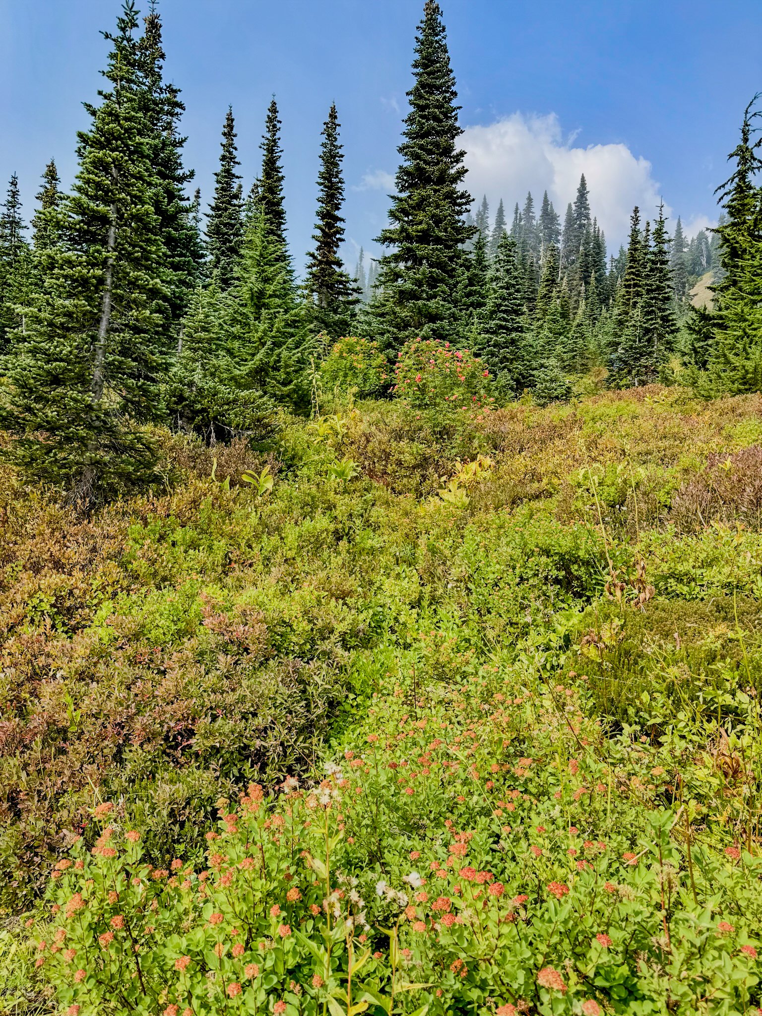 Mt. Rainier NP-16.jpg