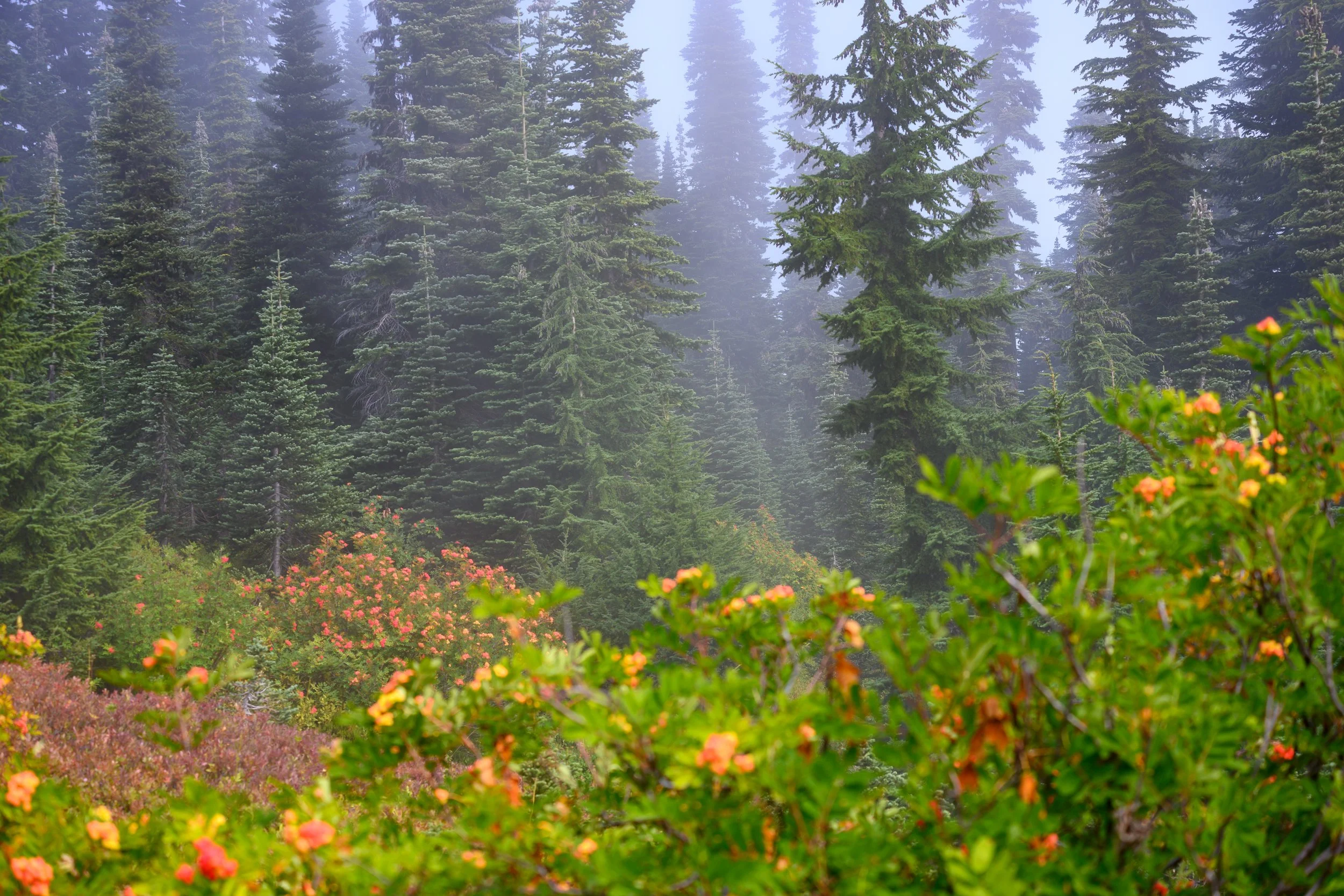Mt. Rainier NP-15.jpg