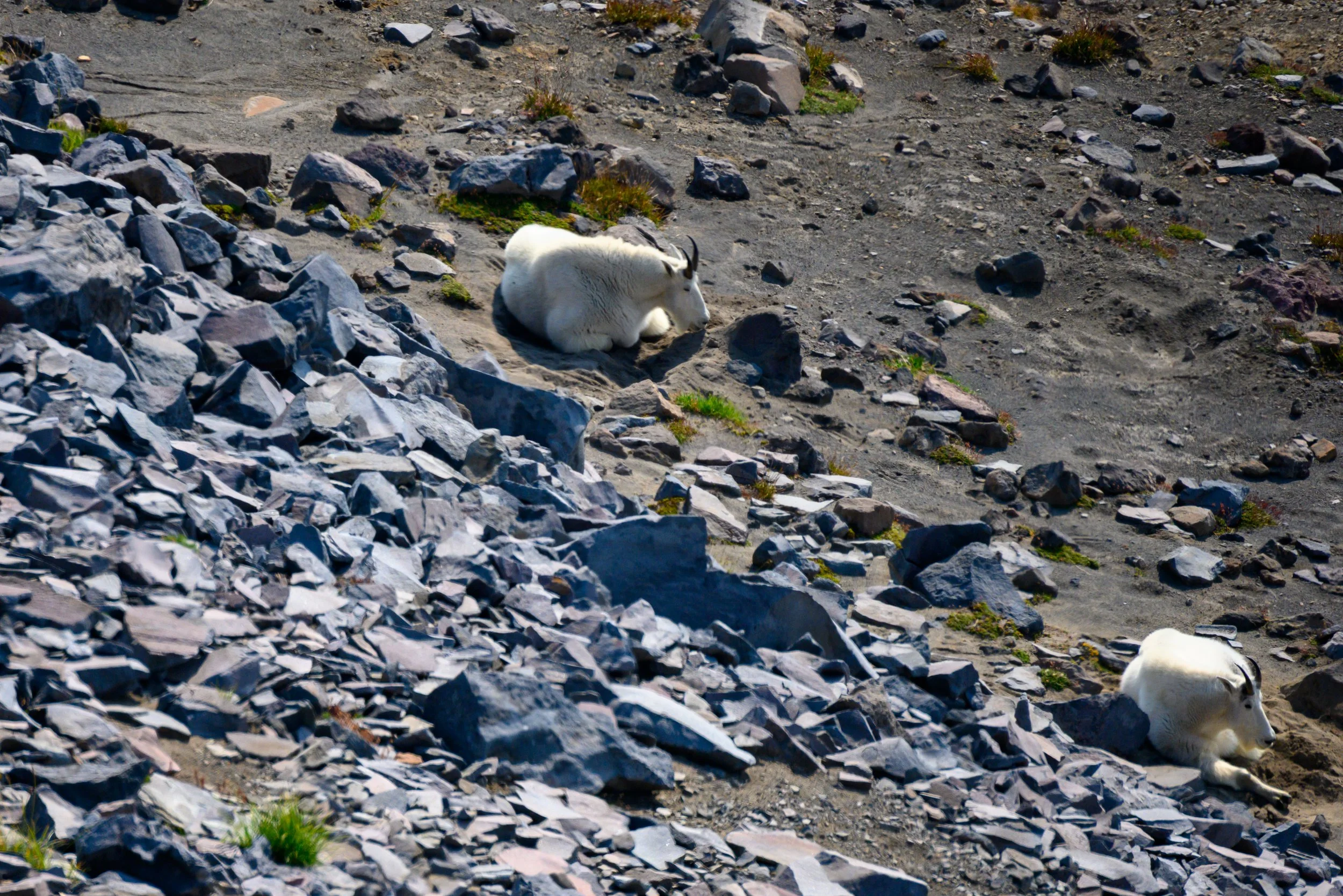 Mt. Rainier NP-24.jpg