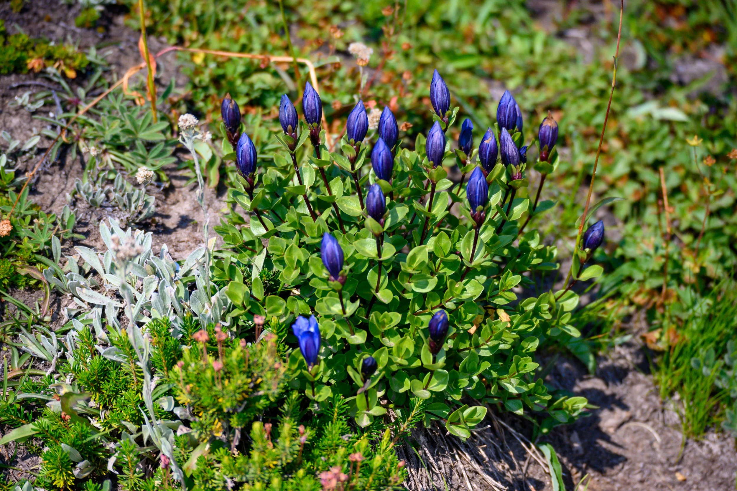 Mt. Rainier NP-23.jpg