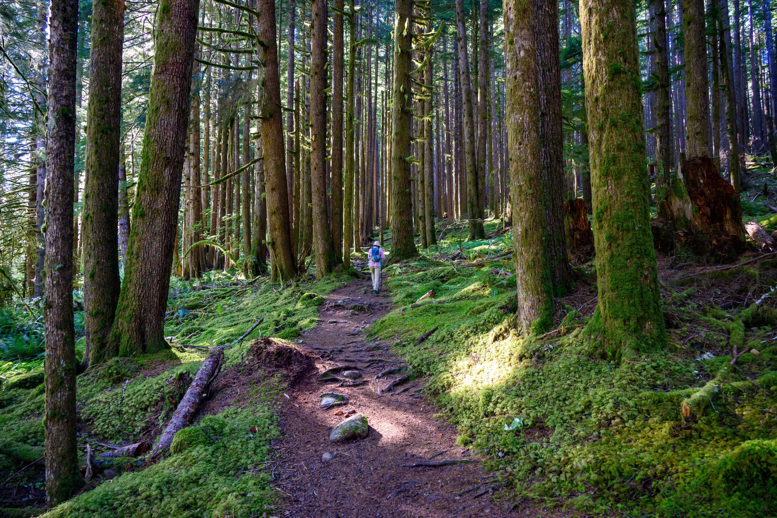 Olympic NP-8.jpg