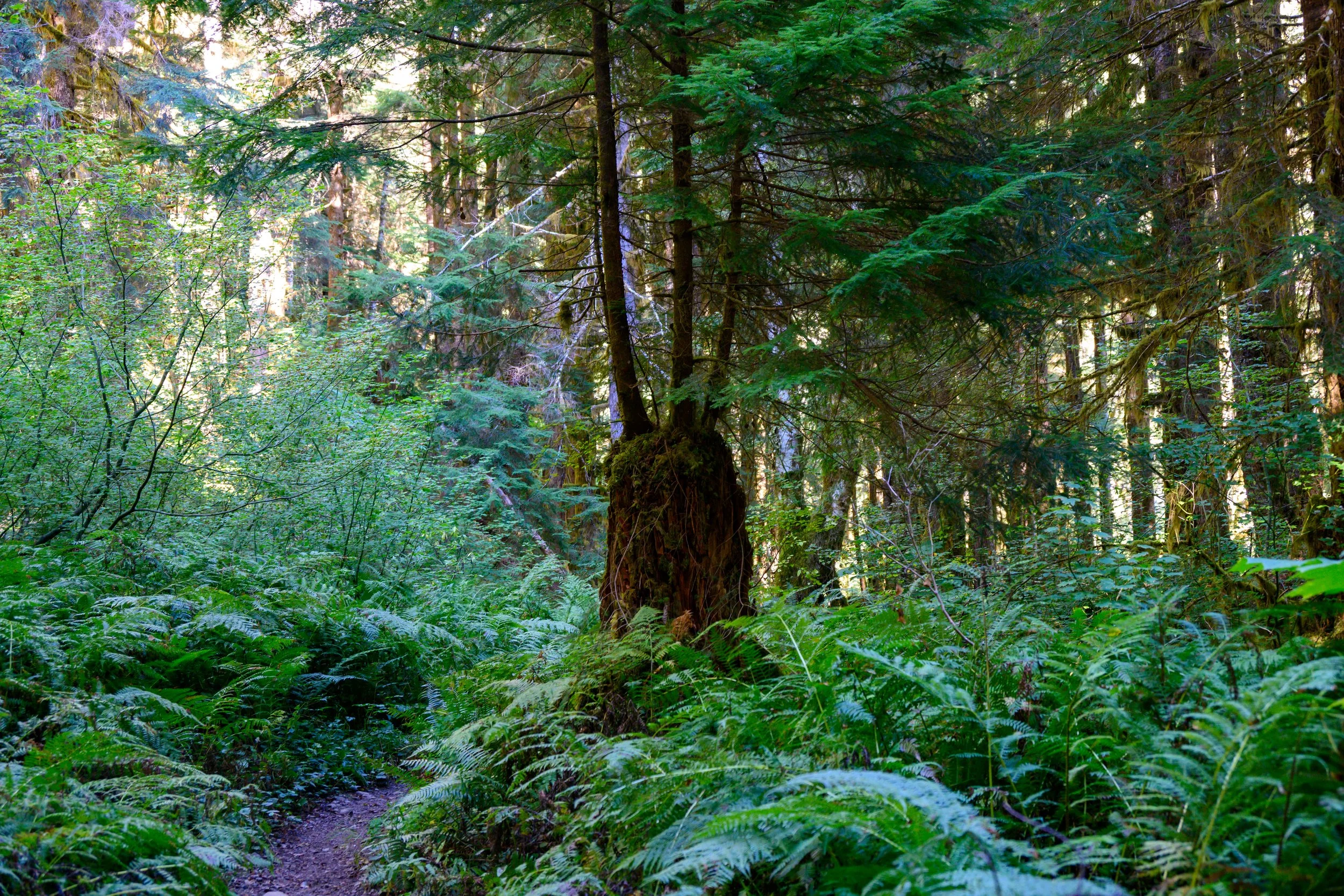 Olympic NP-9.jpg