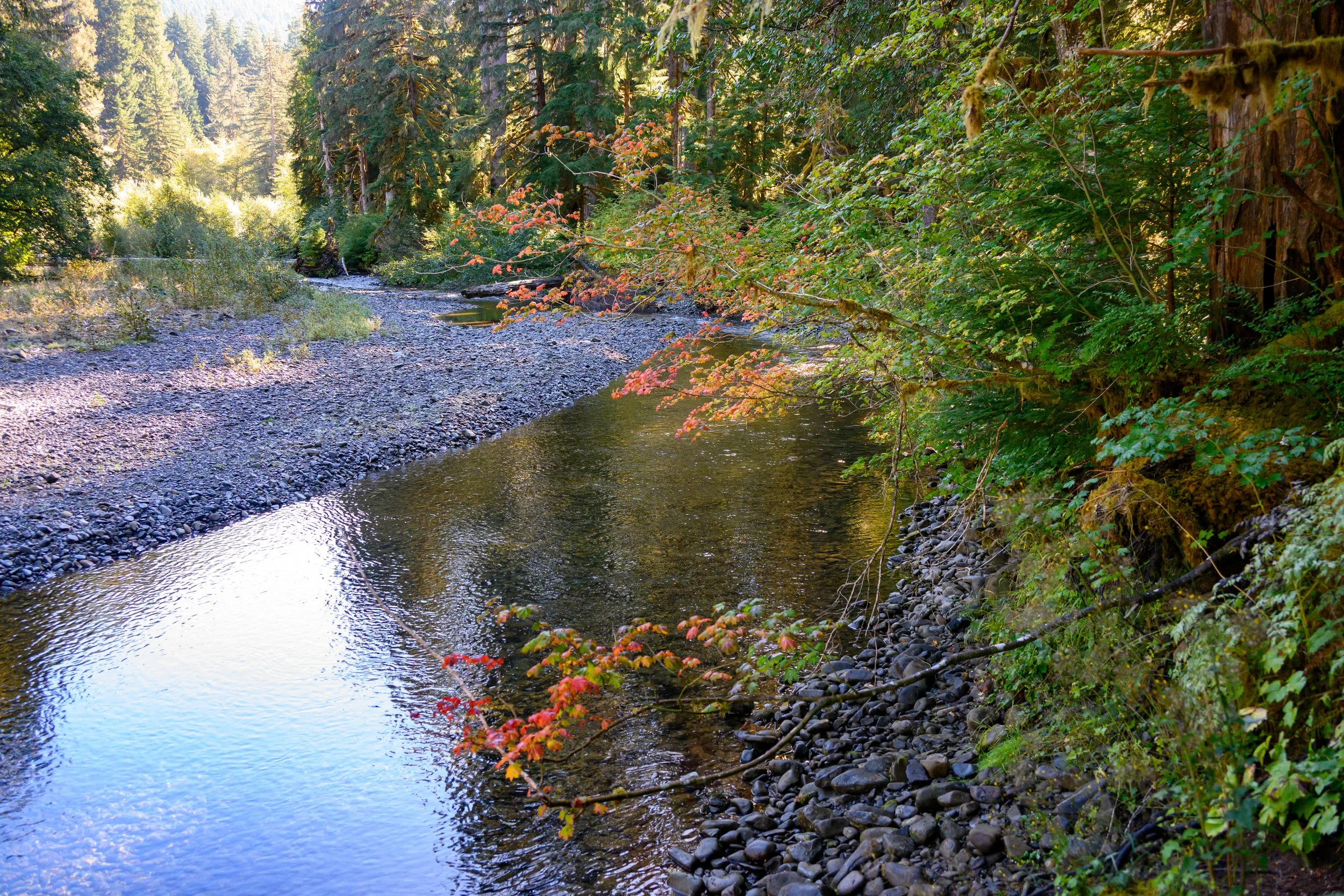 Olympic NP-10.jpg