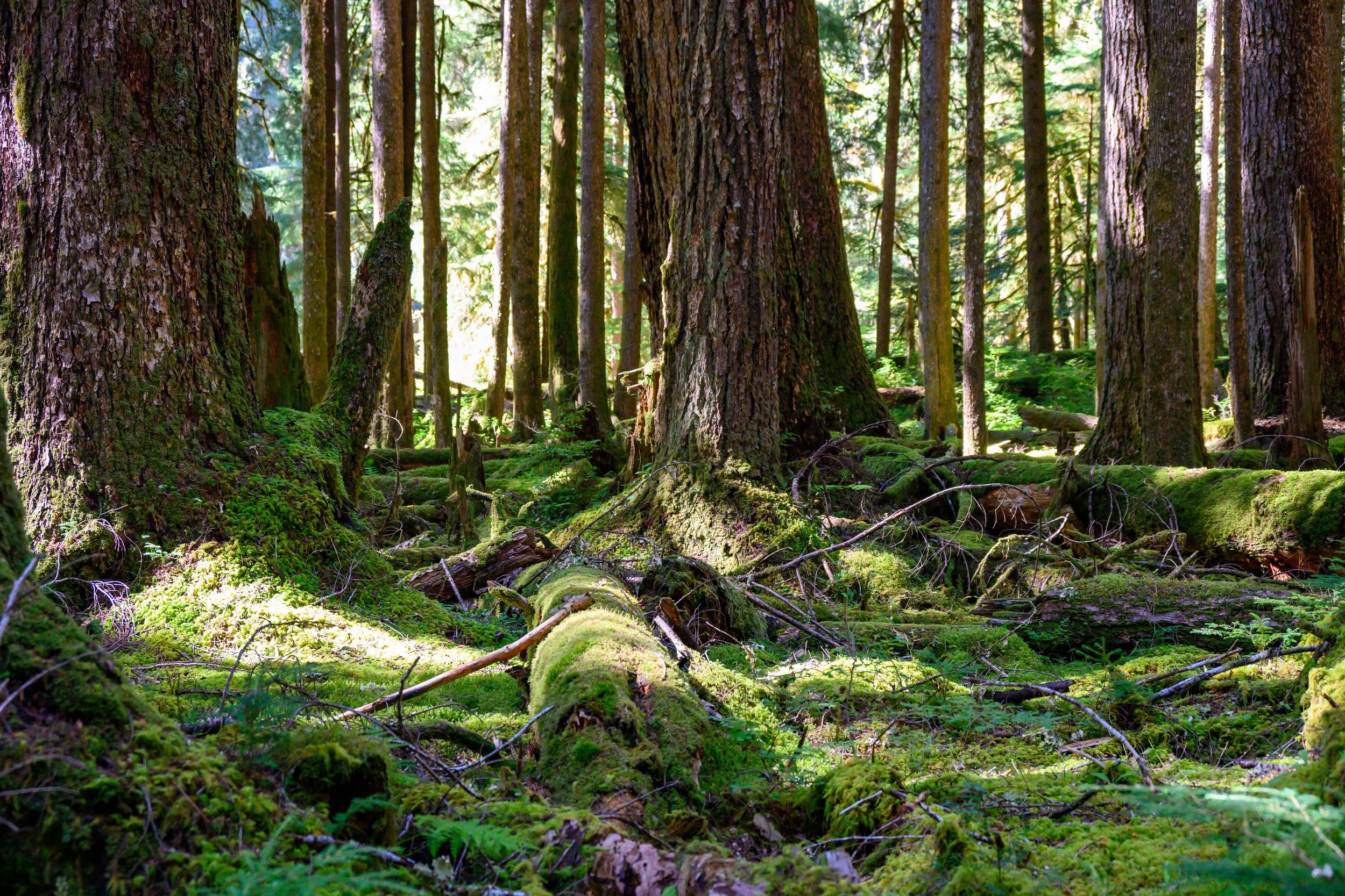 Olympic NP-14.jpg