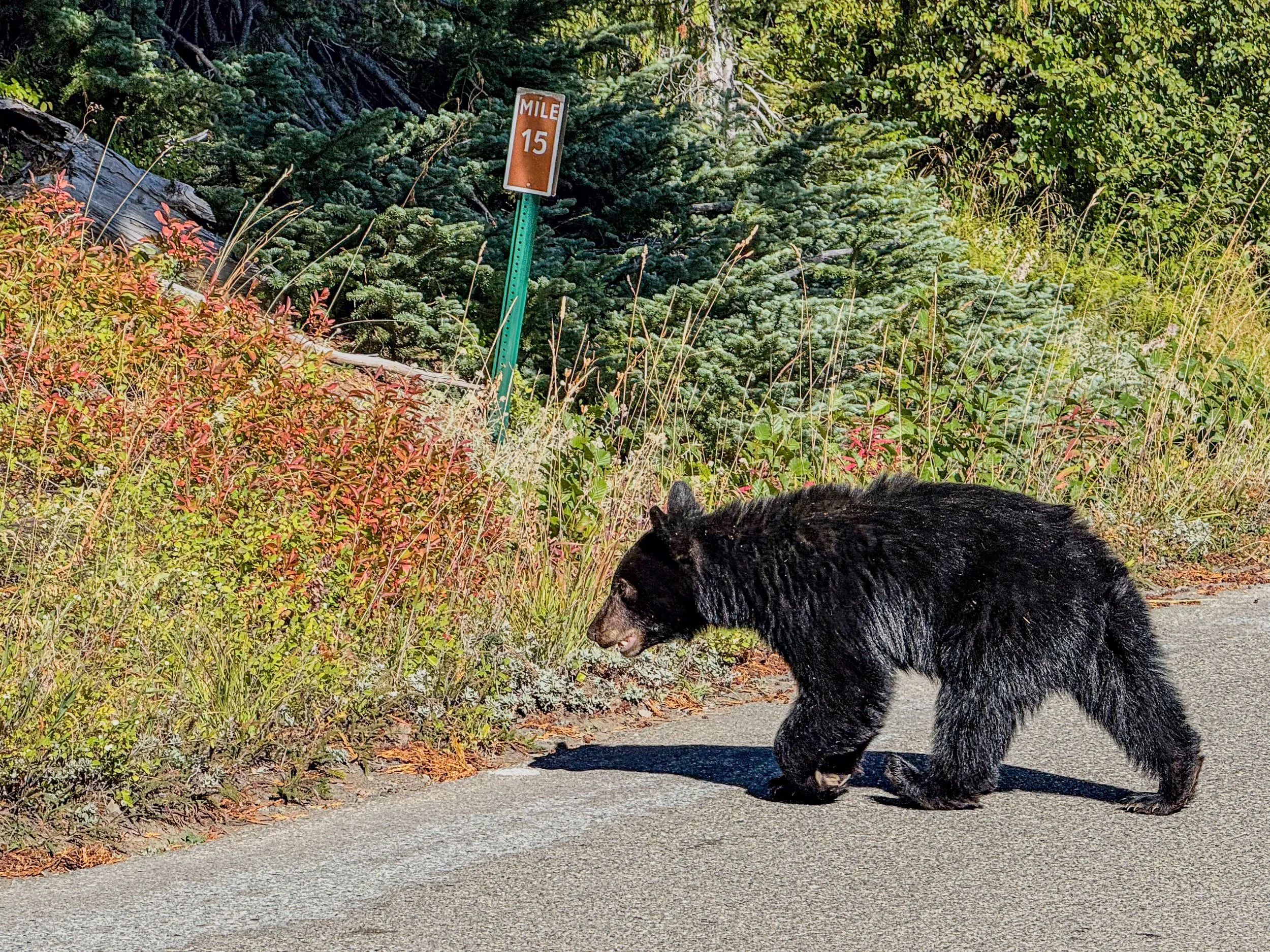 Olympic NP-5.jpg