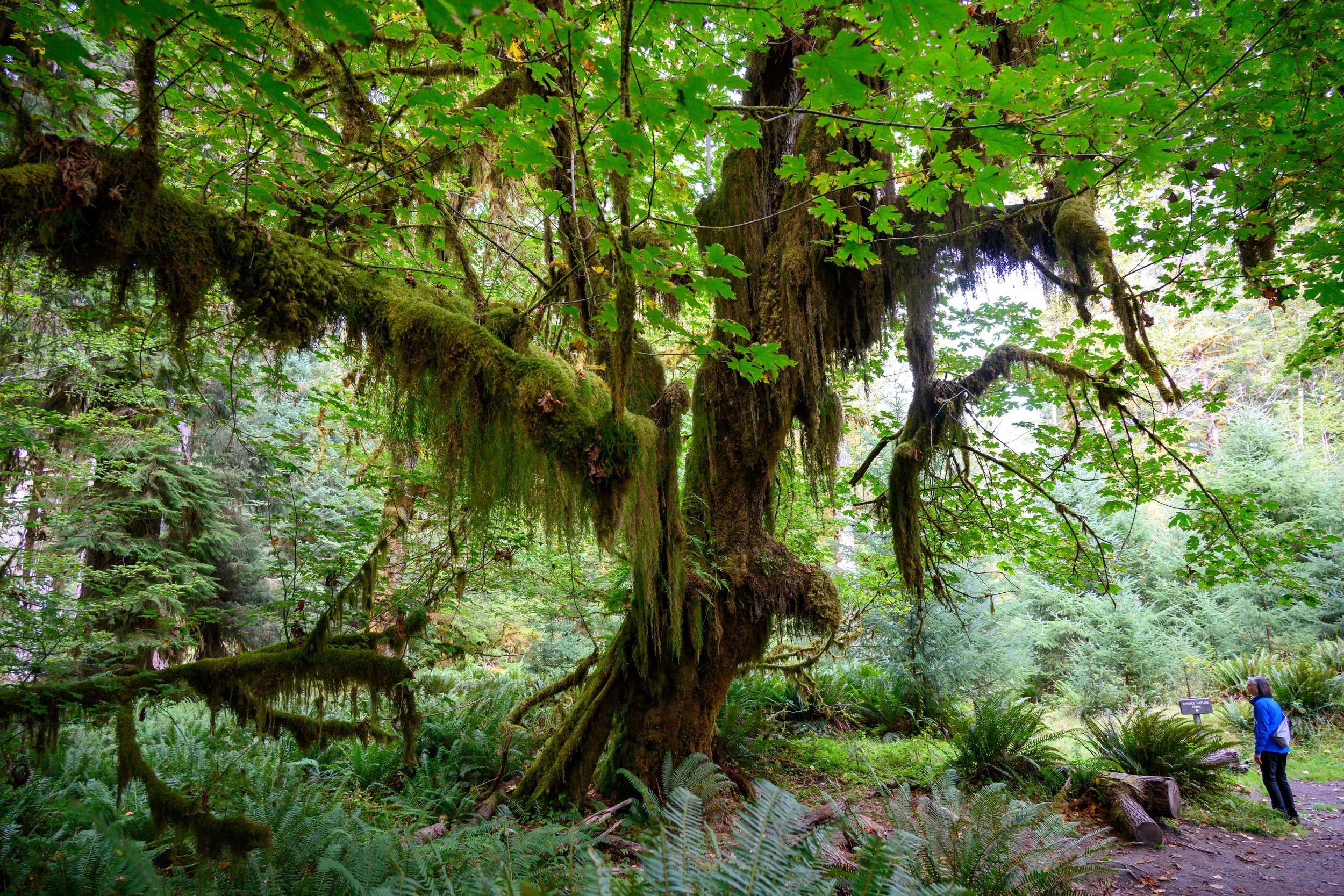 Olympic NP-20.jpg