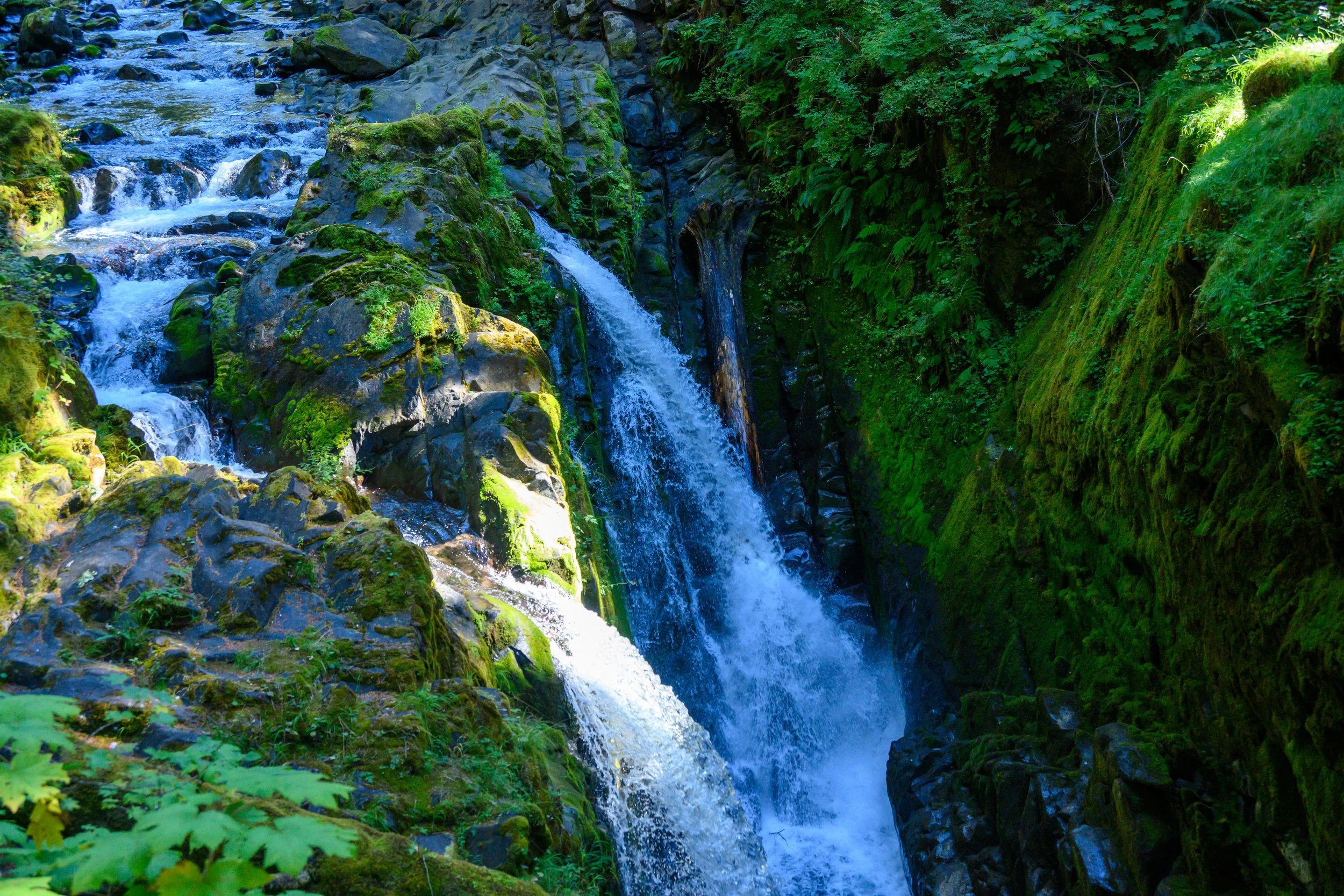 Olympic NP-13.jpg