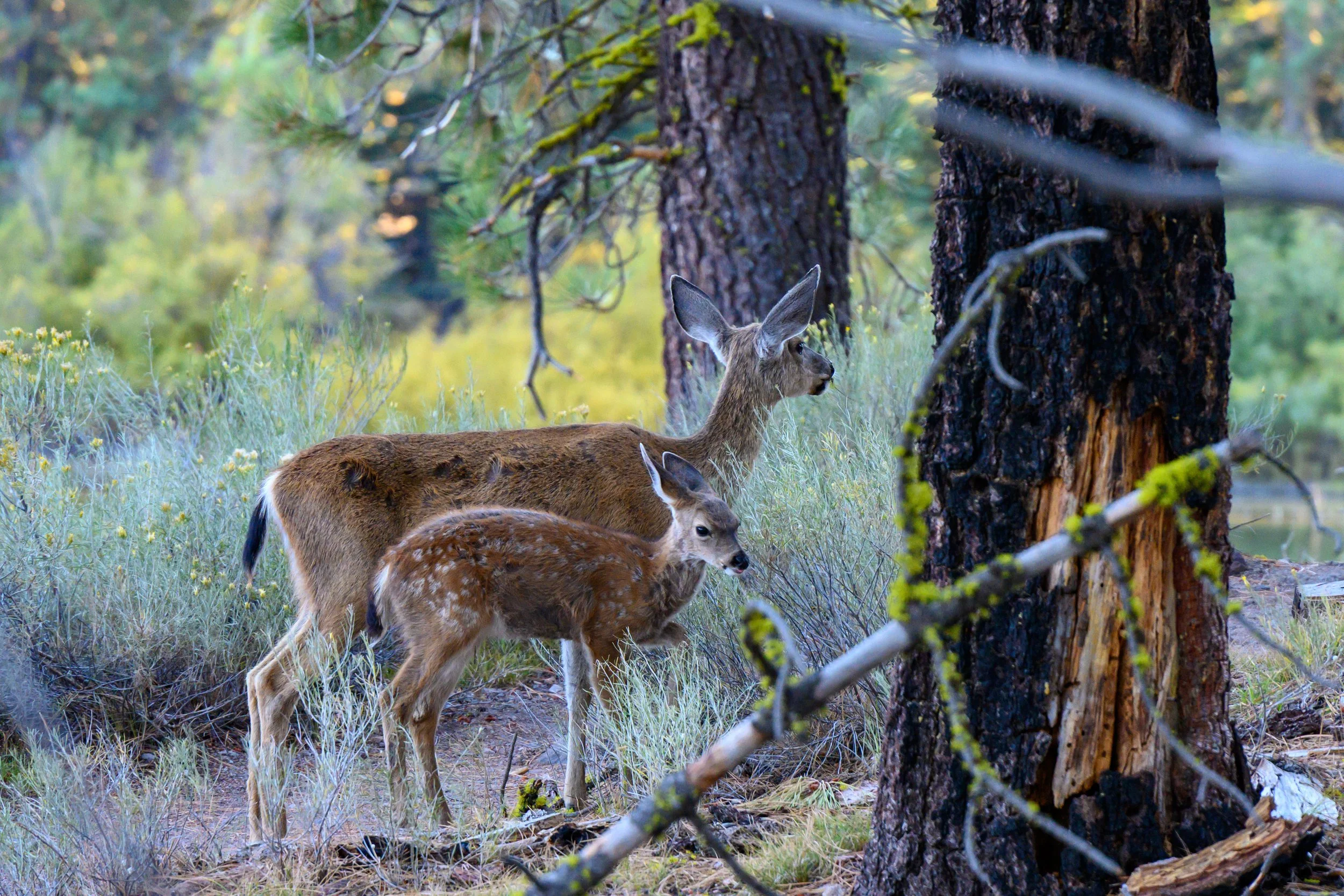 Lassen Volcanic NP-20.jpg