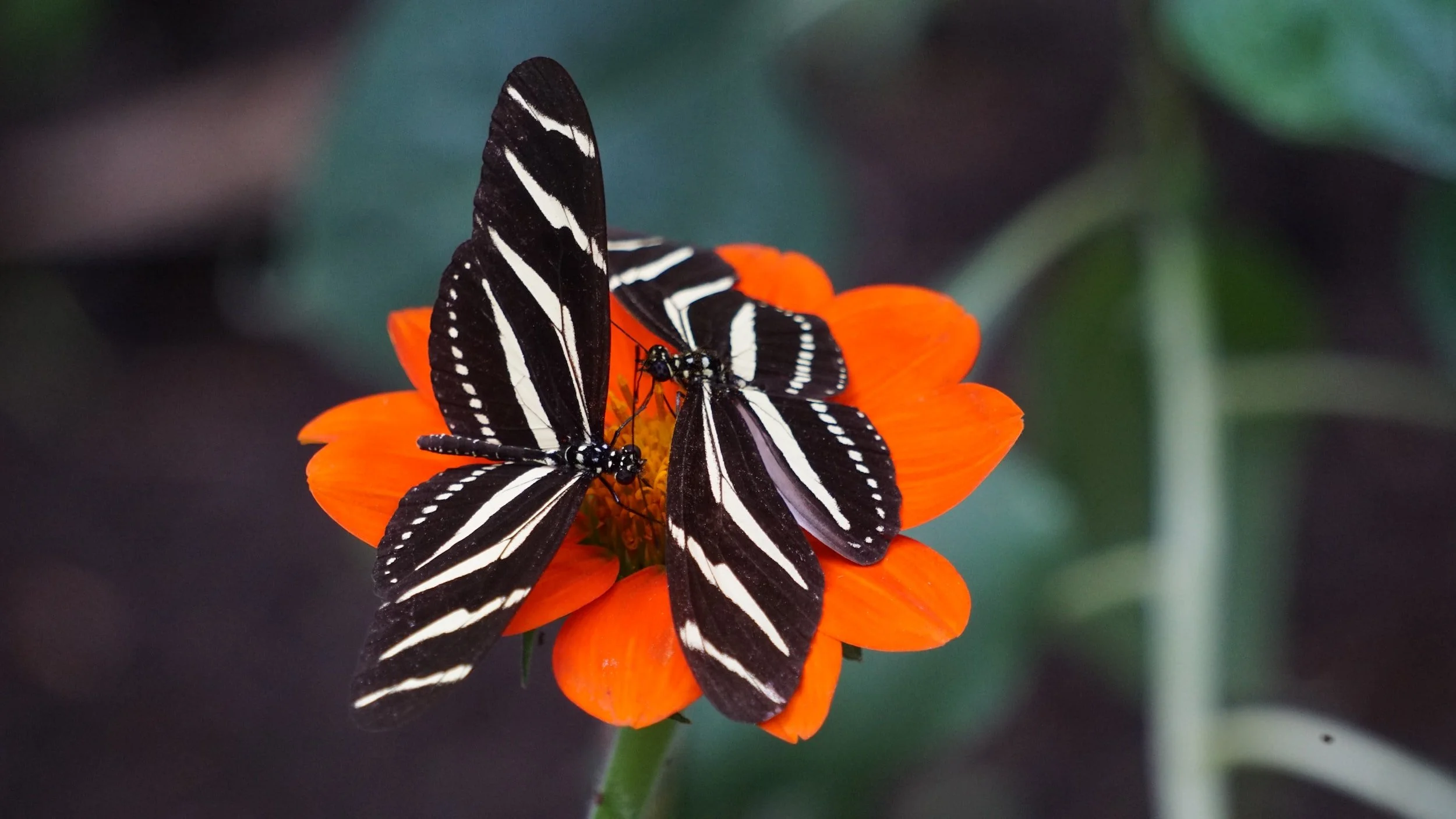 Two zebra stripe butterflies on top of a bright orange flower.