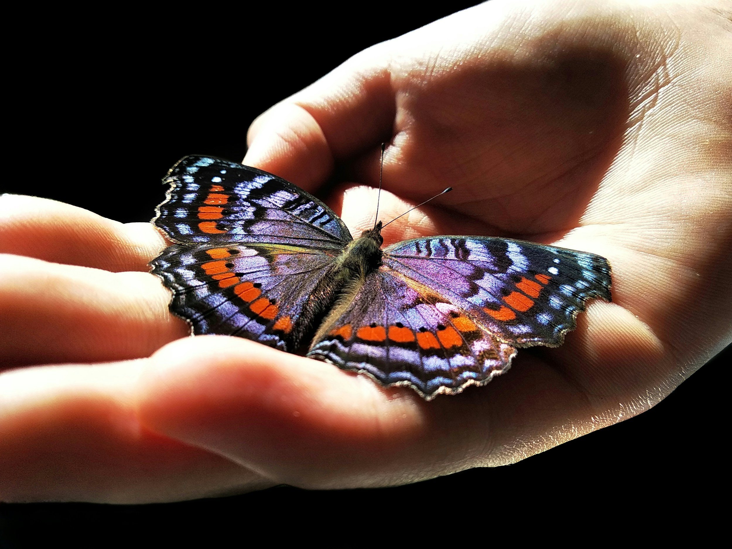 learning to embrace change like a butterfly.