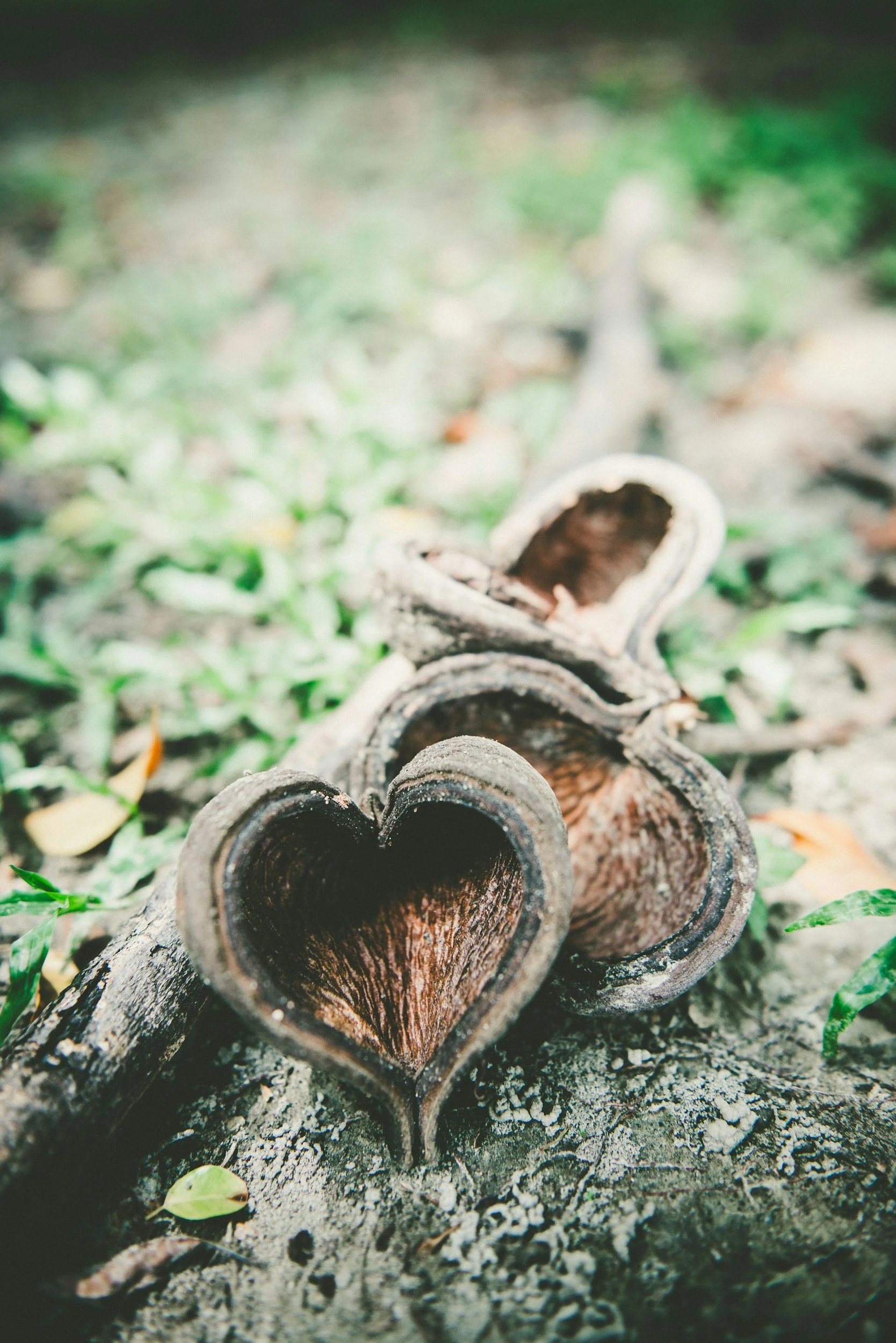 Close-up of stacked heart shaped hollow logs arranged on soil surrounded by green grass.