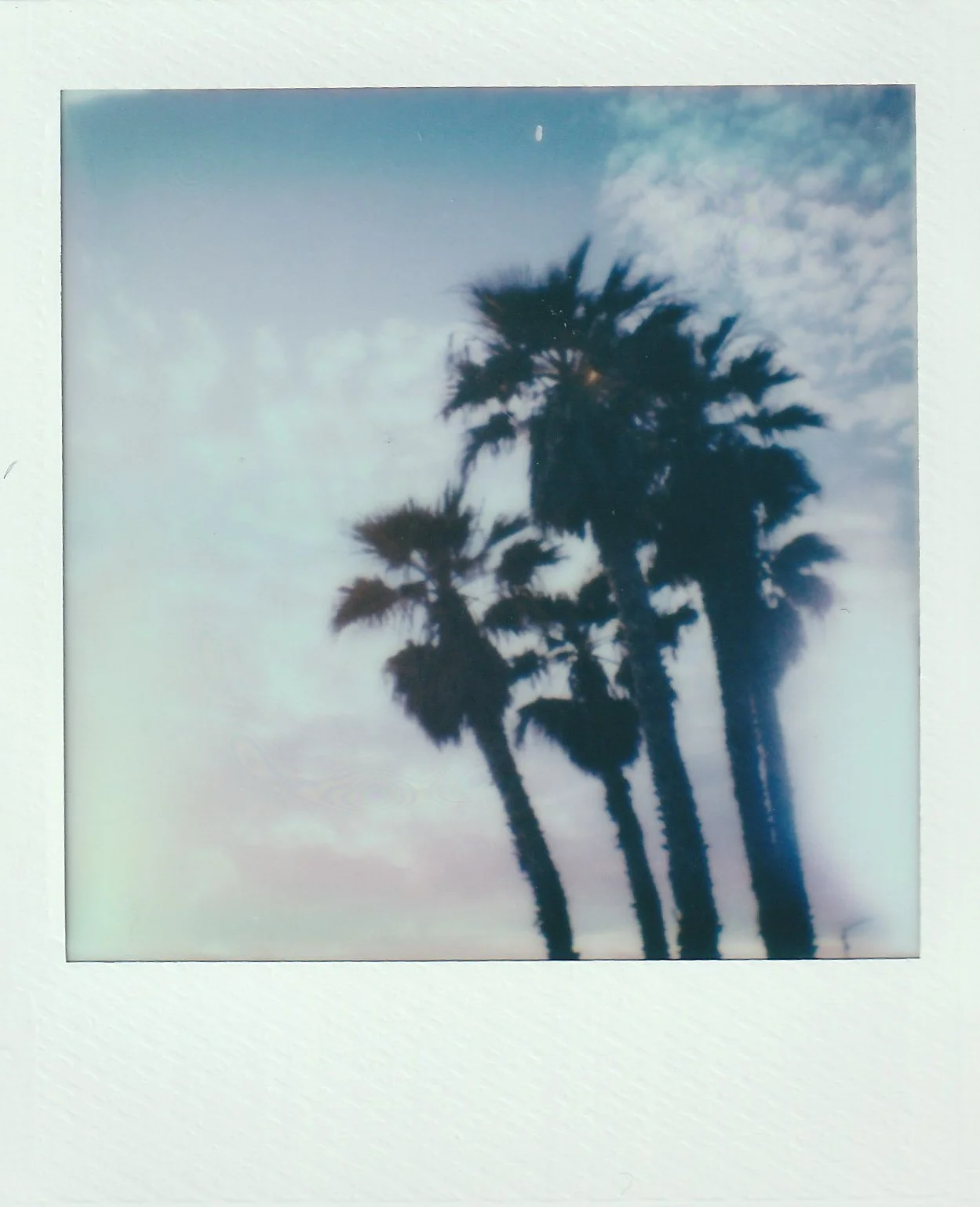 Palm trees on Polaroid go