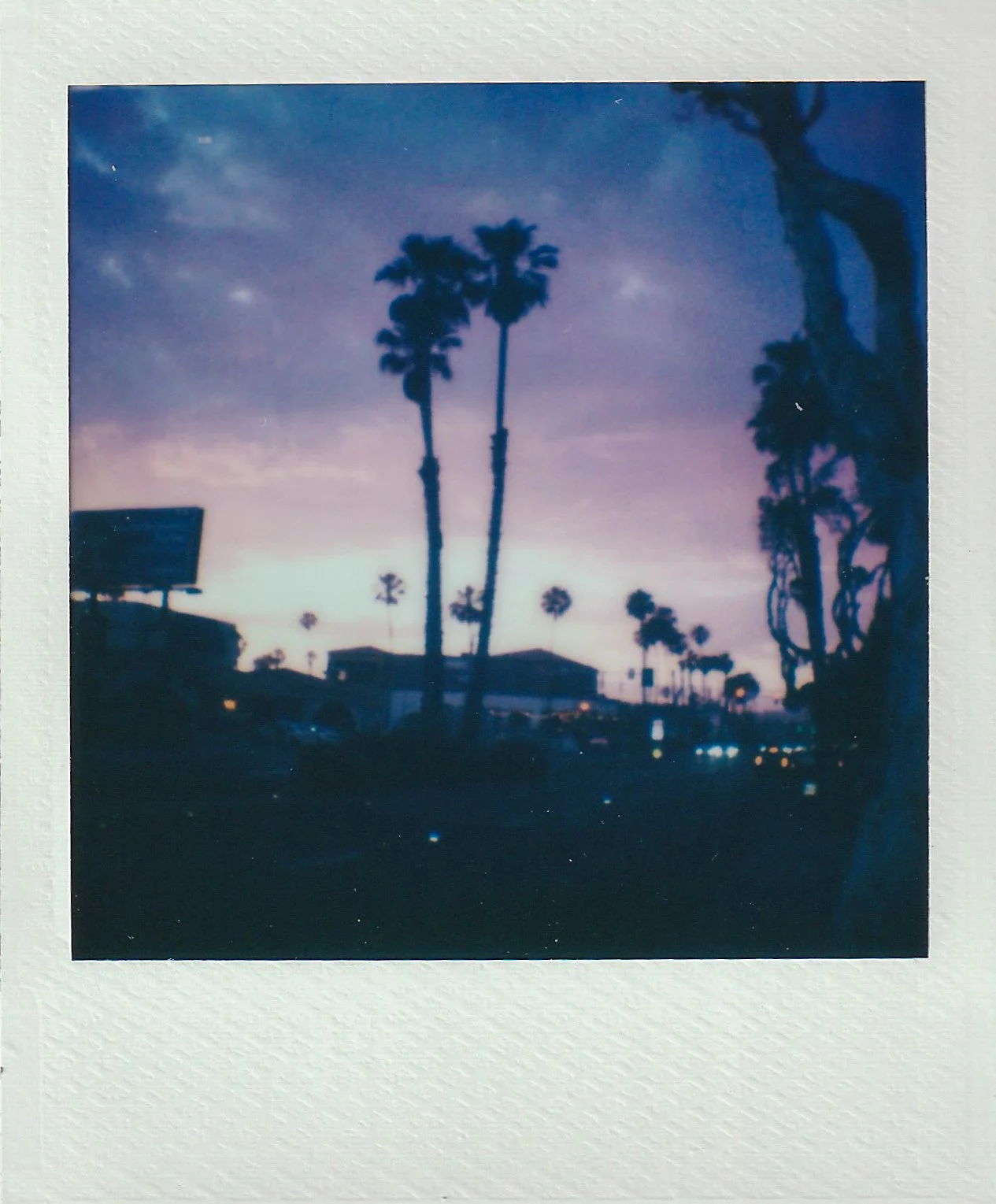palm trees at sunset Polaroid