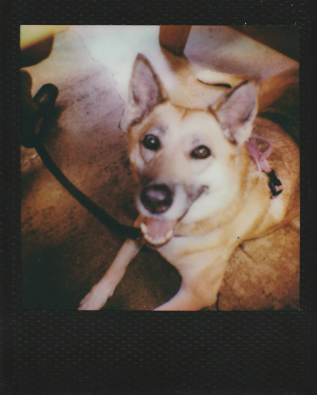 cute dog polaroid go photo