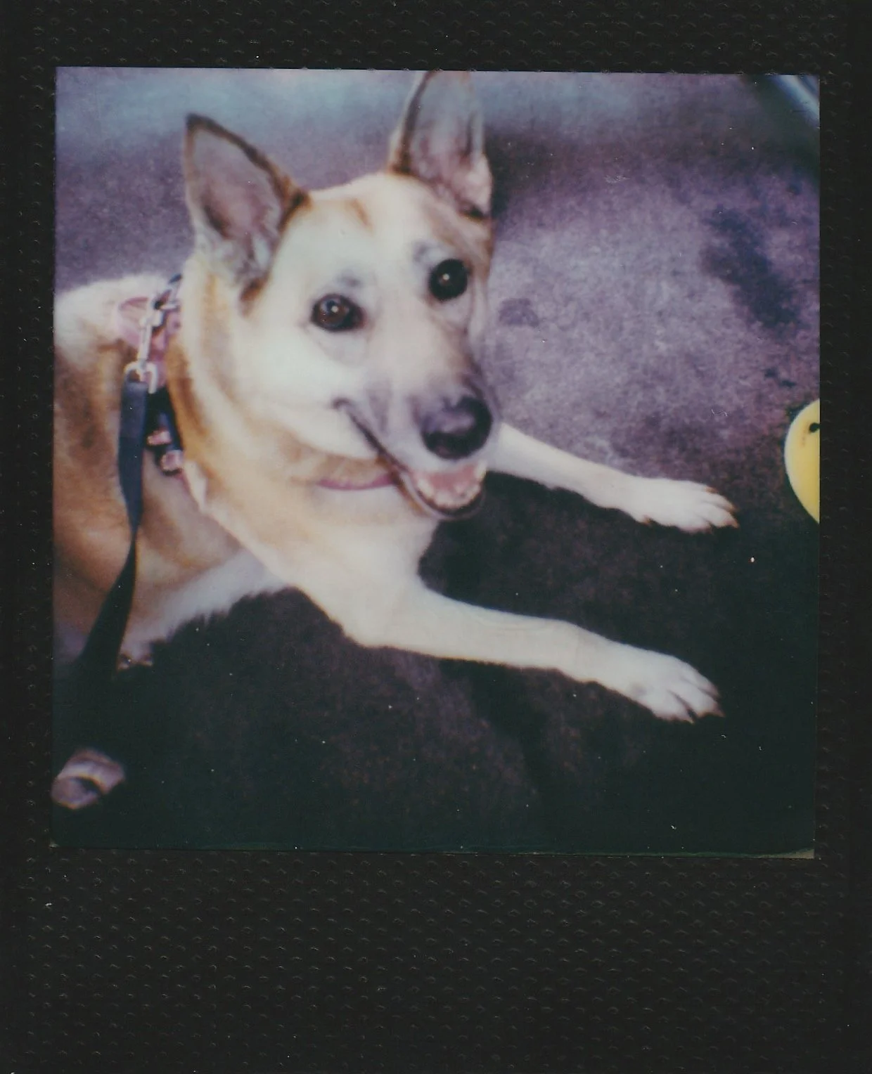 dog Polaroid go