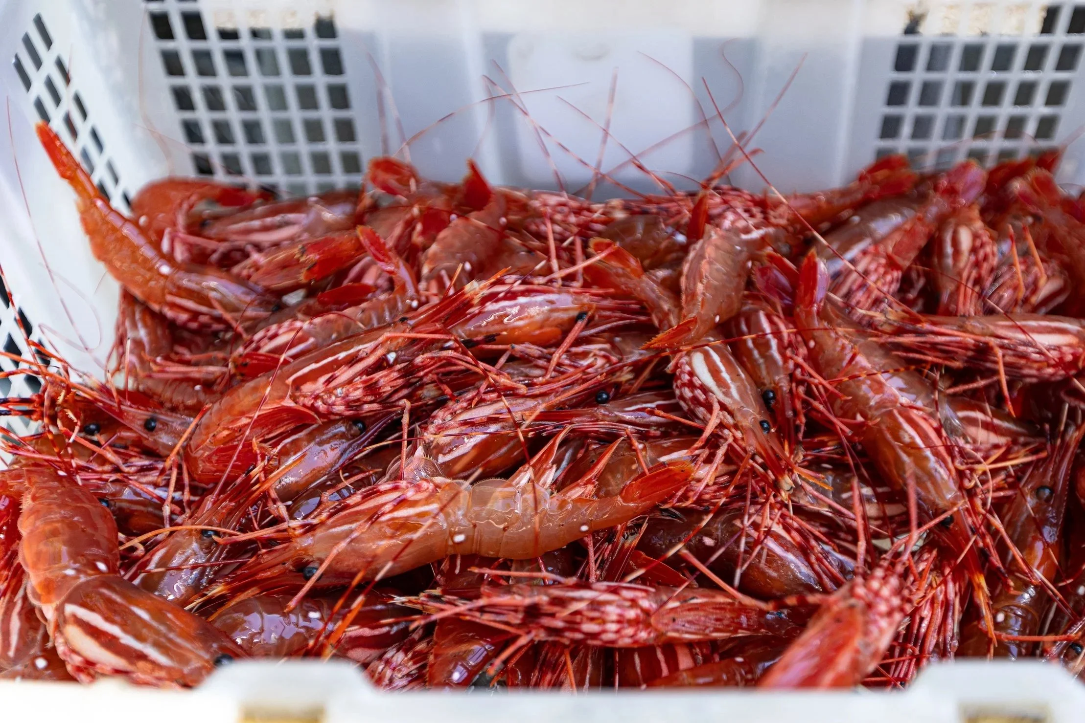 Pile of fresh red shrimp in a white plastic crate.