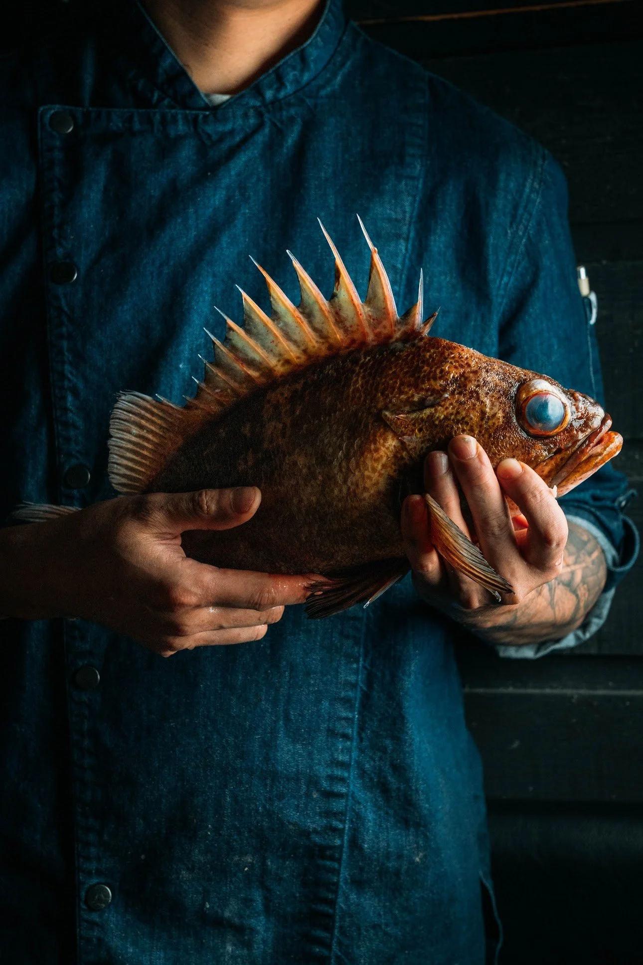 Person holding a large fish with spiny fins and blue eyes, wearing a dark blue denim shirt.