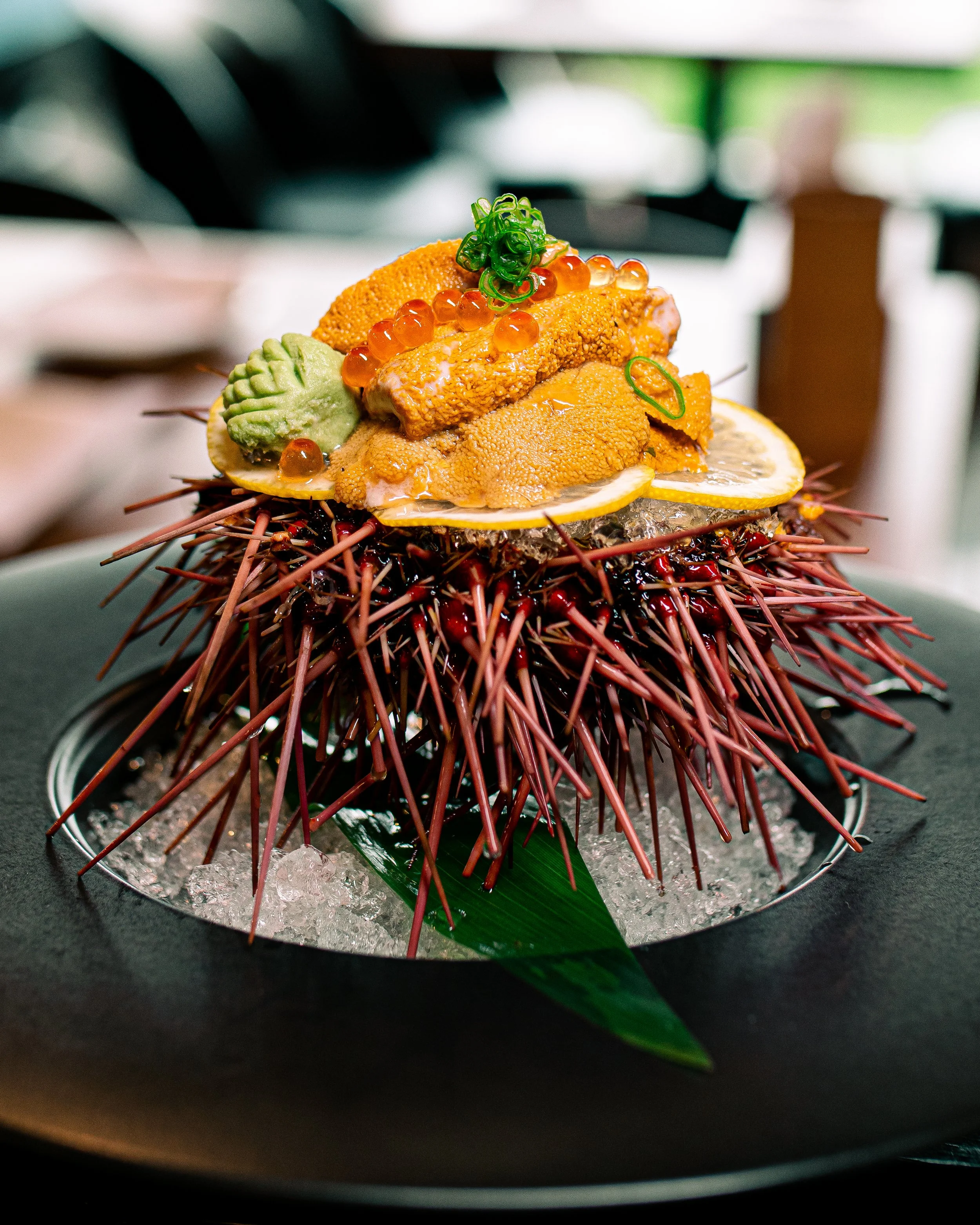BC LIVE RED SEA URCHIN 