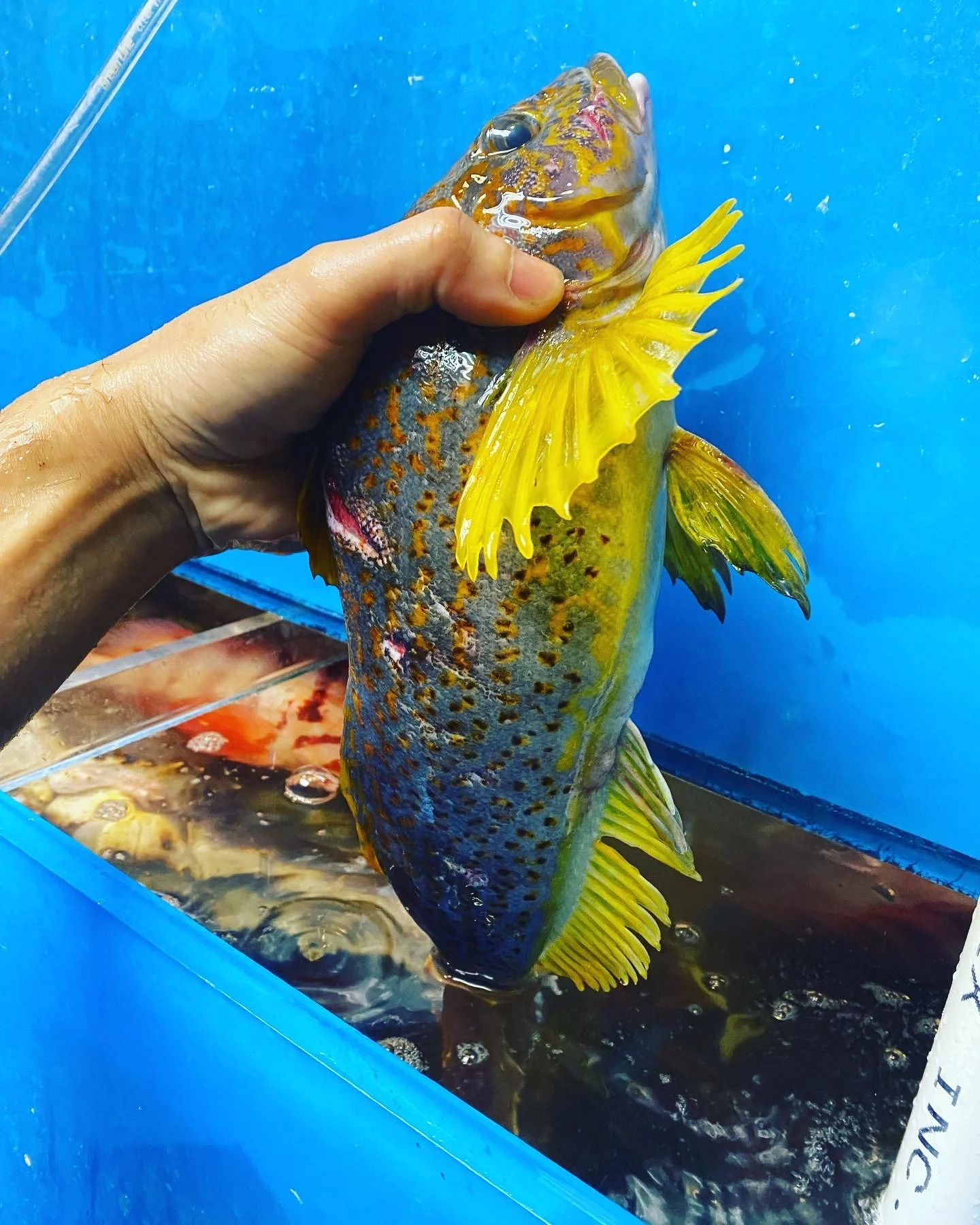 Person holding a colorful fish with yellow fins inside a blue tank.