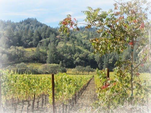 Autumn in Napa Valley...