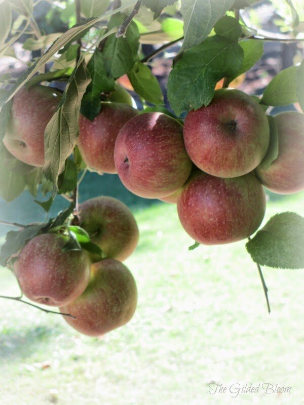 Apple Hill in October...