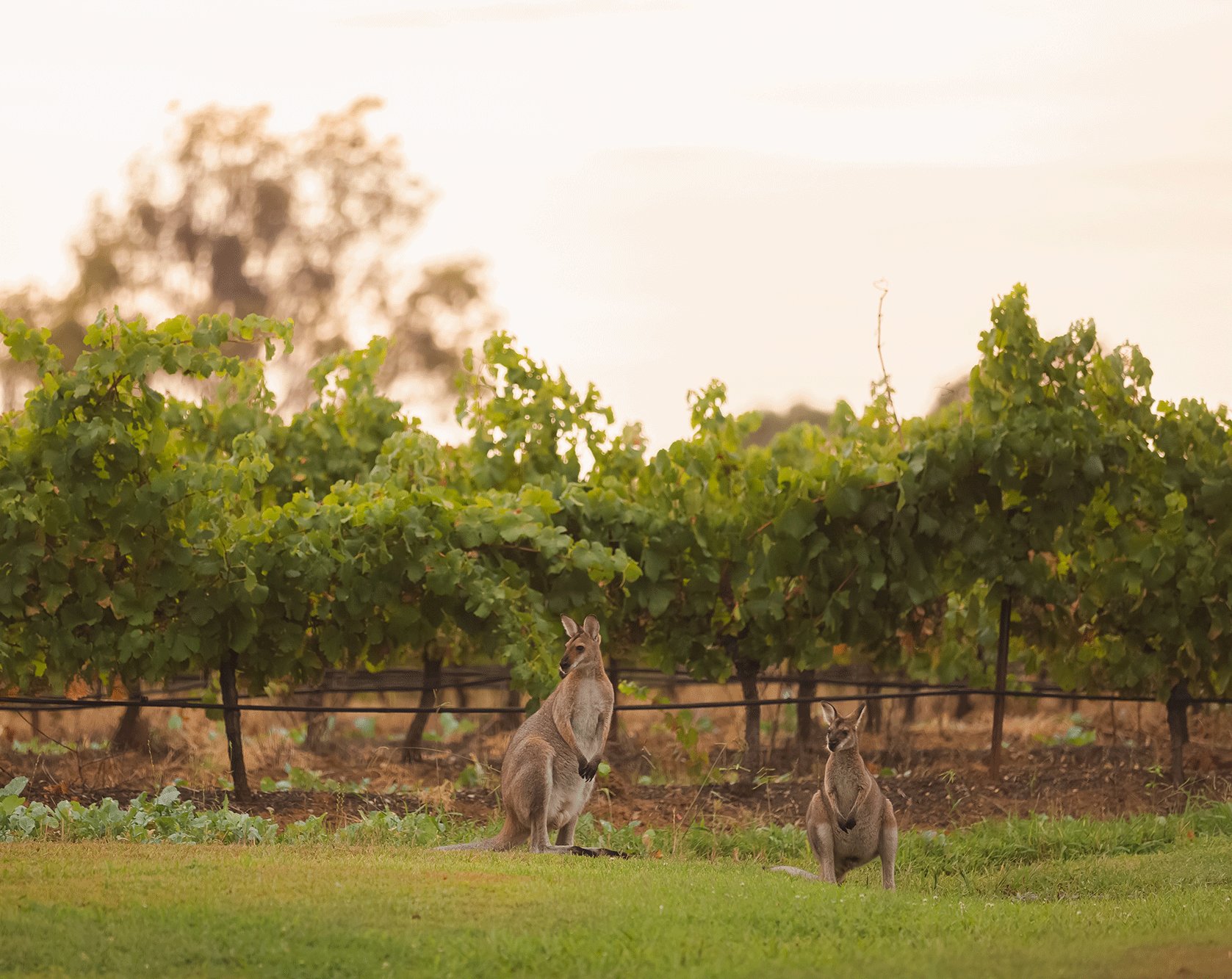 hunter-valley-private-tour-landscape.gif