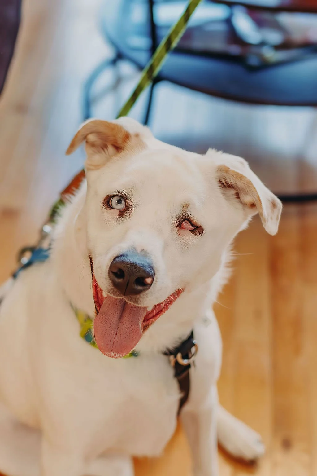 finalPawsandPals_30.jpeg