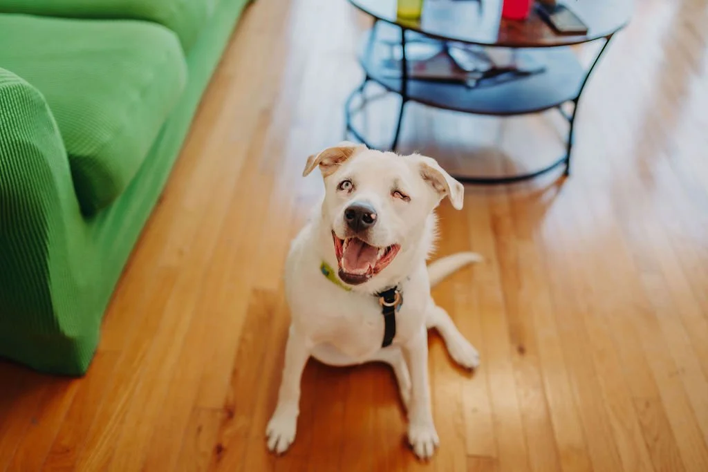 finalPawsandPals_31.jpeg