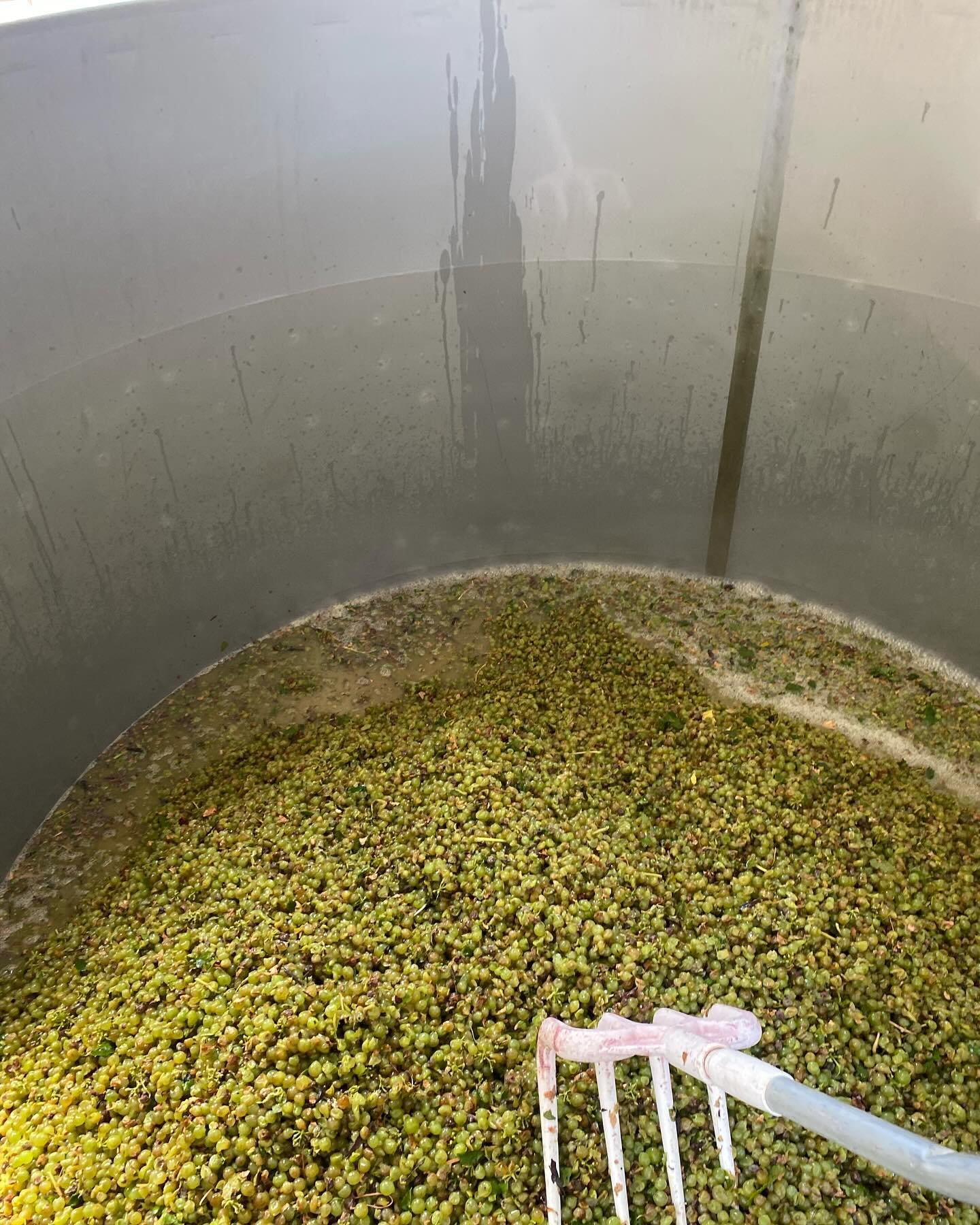 V24 has begun, couple of tonnes from Moppa Springs, in the north of the Barossa Valley, of beautiful whole Viognier berries popped straight into the open fermenter for a few days for our skin contact white called Sub Aqua Club @smalltownvineyards. Ex