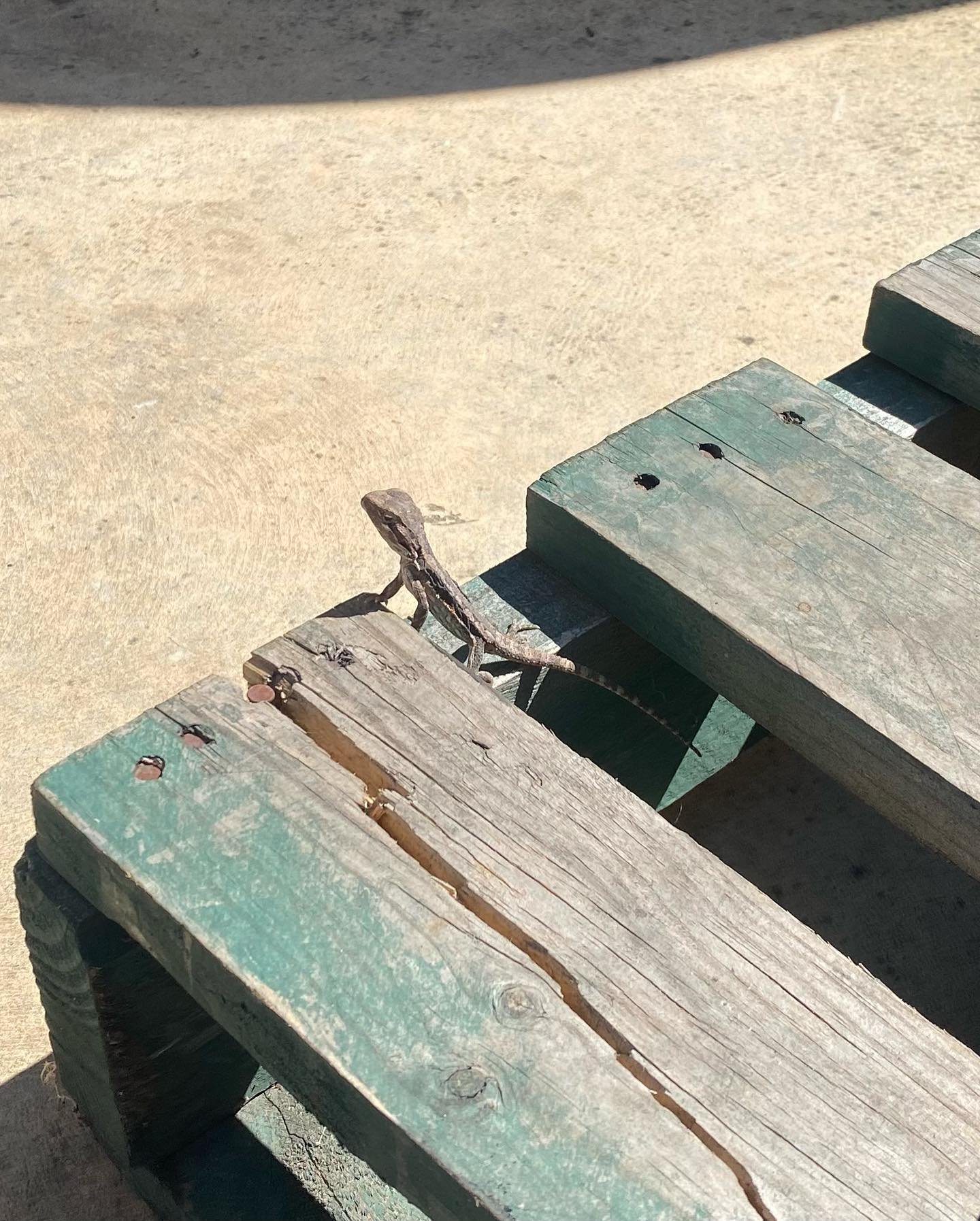 Had a little visitor at the winery &amp; tasting room today. It&rsquo;s a bearded dragon, Alfie was quite interested in it but little dragon mate was unconcerned when it realised Alfie was tethered!