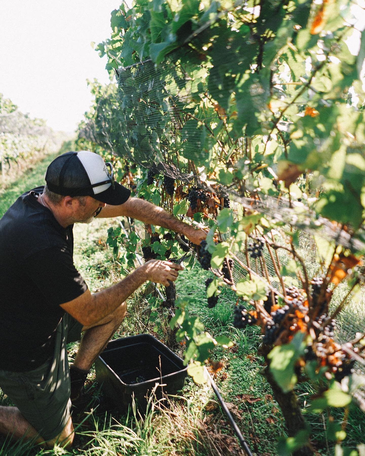 Kenzie is Dave Mackintosh and family. After 15 years of making wines in the Yarra Valley under  @arfion and @salo.wines Dave felt the emotional pull to return to Aotearoa and create unique and beautiful wines from Hawke&rsquo;s Bay / Te Matau a Māui 